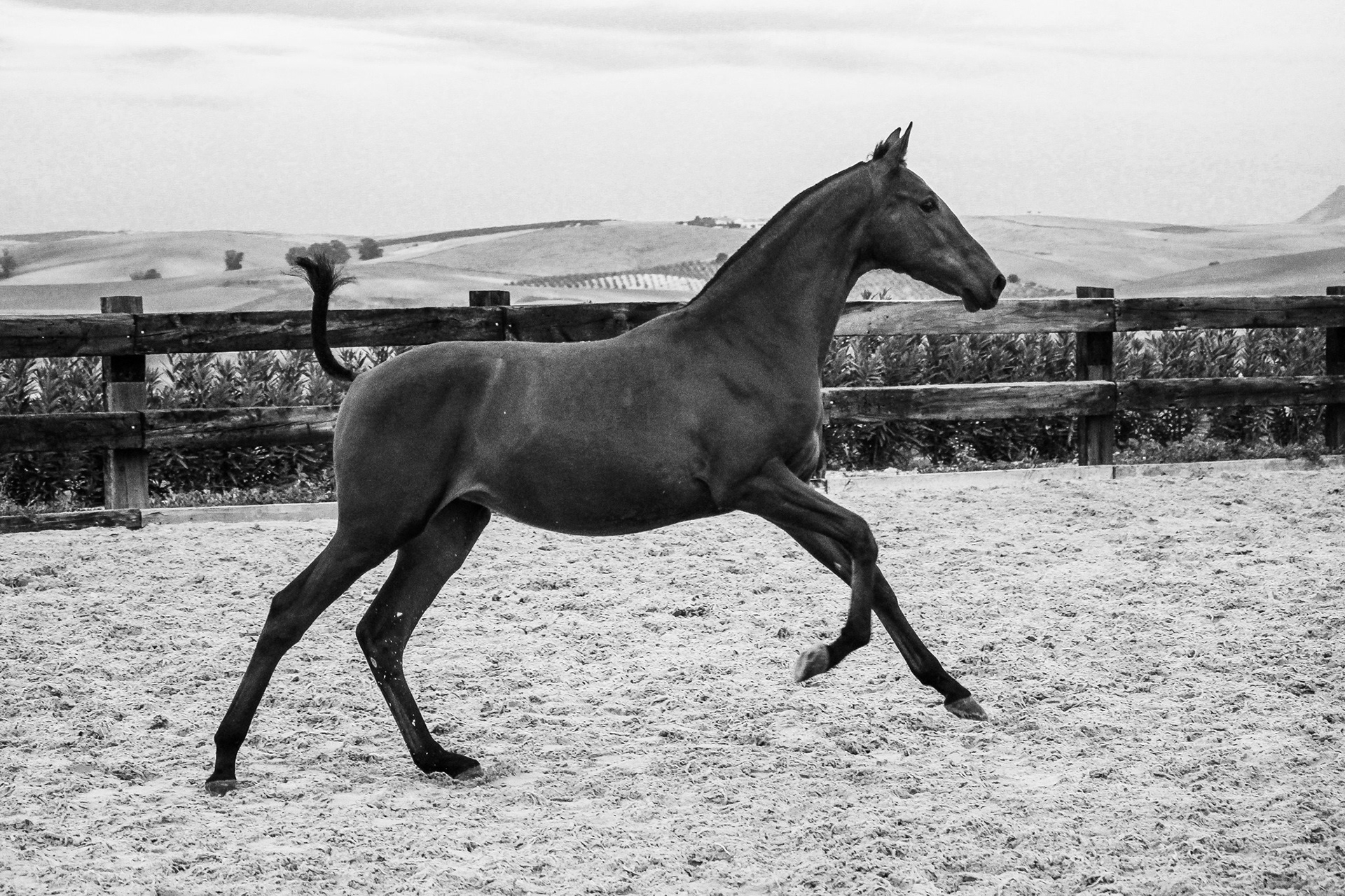 Electra Real, Pura Raza Española Mare © CavalReal