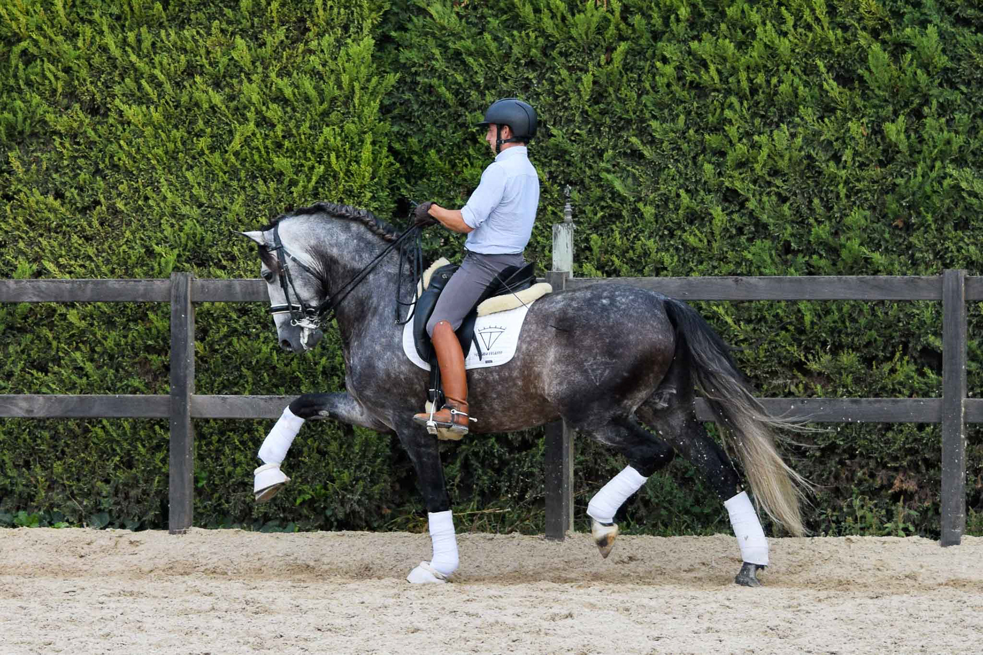 PRE Andalusian Stallion Ambicioso VG. Photo © CavalReal