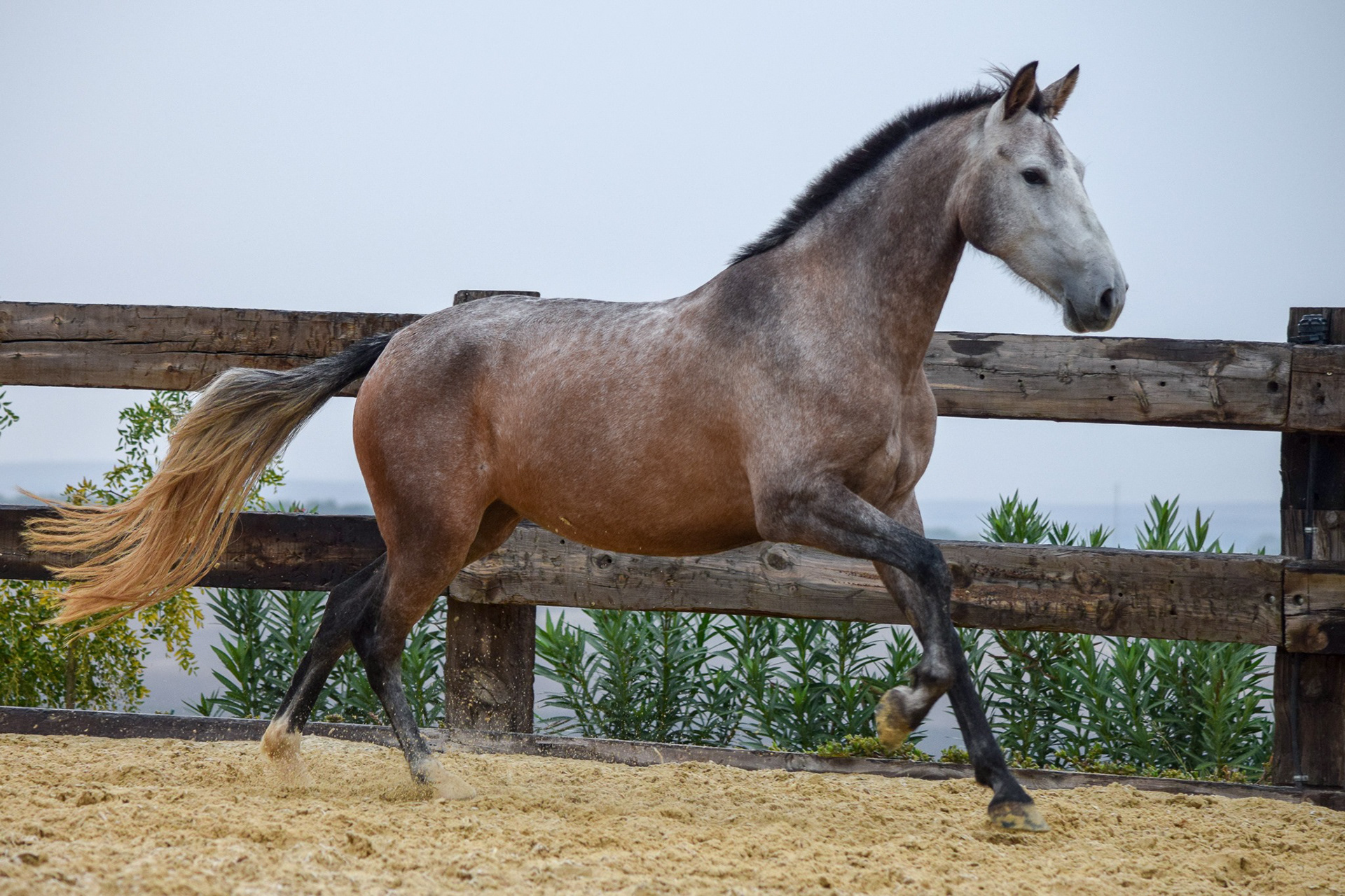 Bohemia Real, Pura Raza Española, 2 years / años