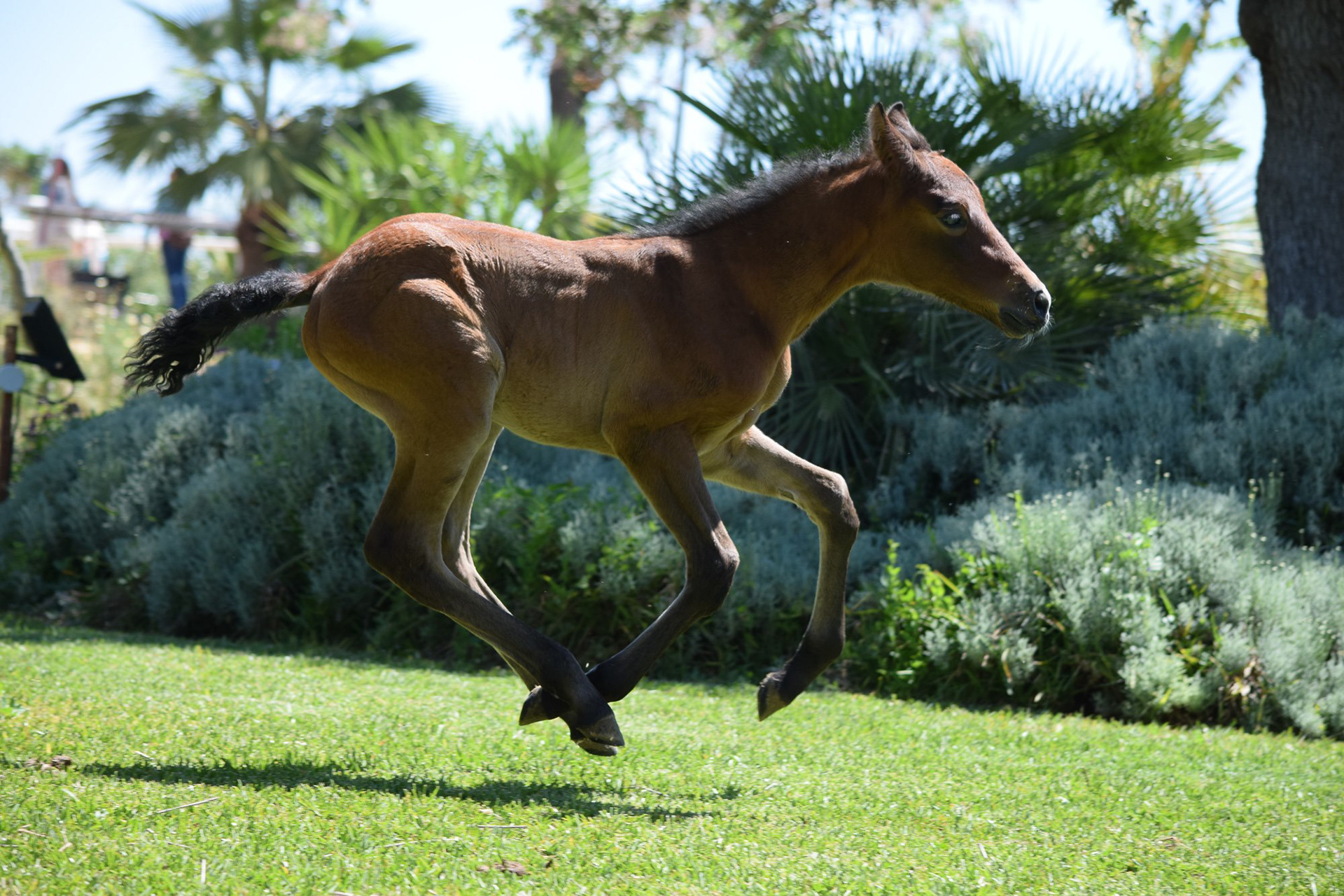 Farido "Coco" Real (Atiza II x Hiedra VG), 1 month/mes