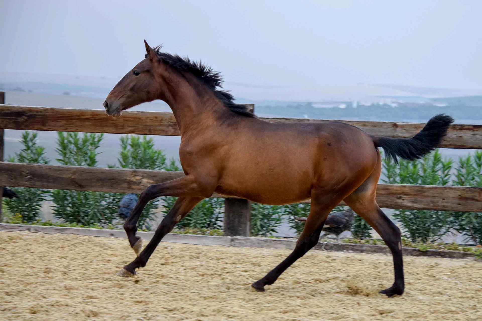Dominante Real, 1 year / año. © CavalReal