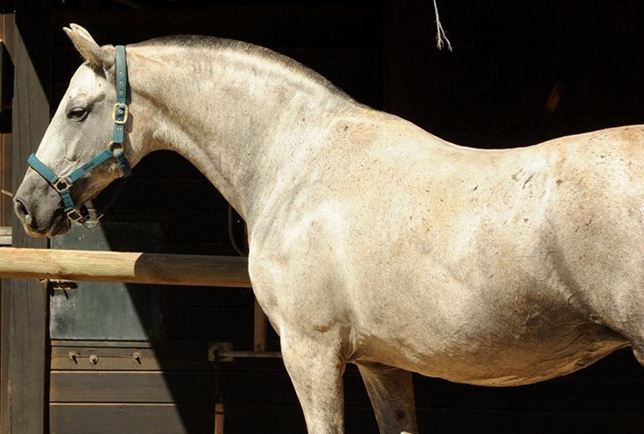 Controlada VG - Purebred Spanish Mare