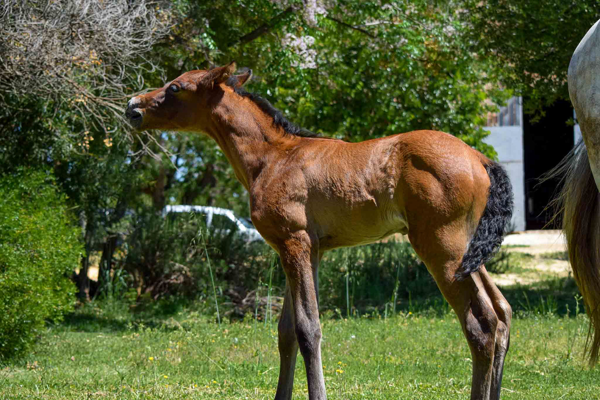"Coco" (Atiza II x Hiedra VG, CavalReal 2019)