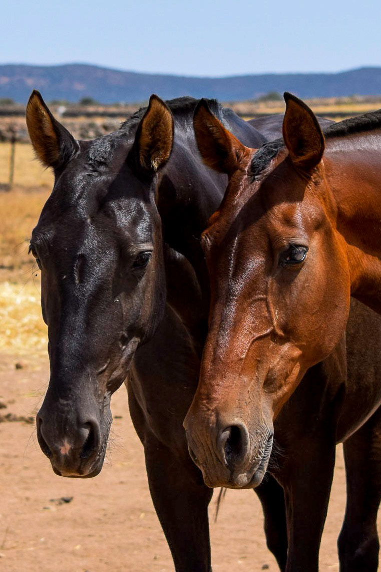 Gramola & Inducida IV, PRE Andalusian Brood Mares. © CavalReal