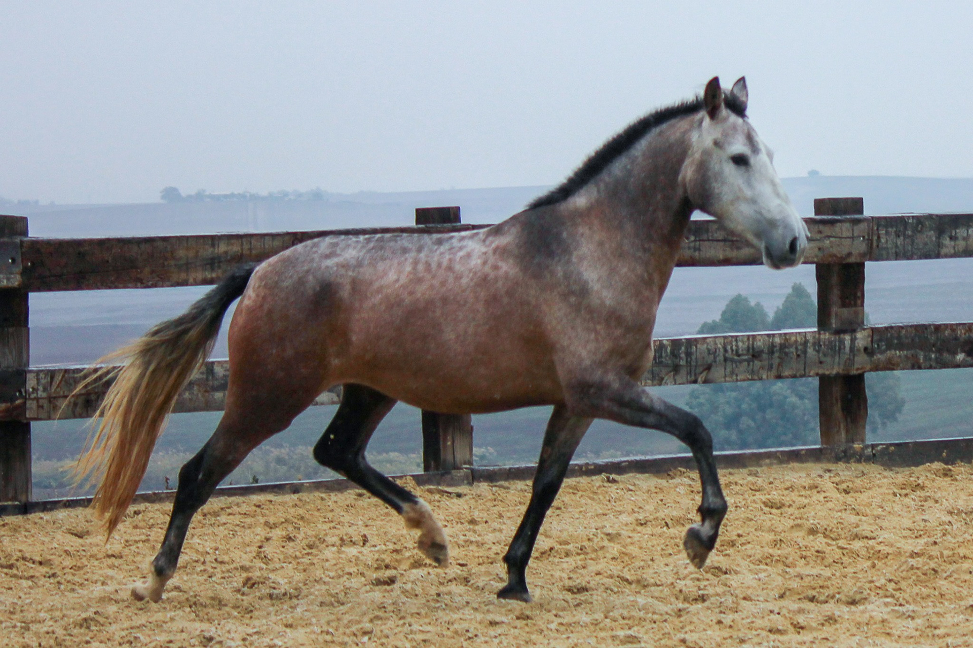 Bohemia Real, Pura Raza Española, 2 years / años