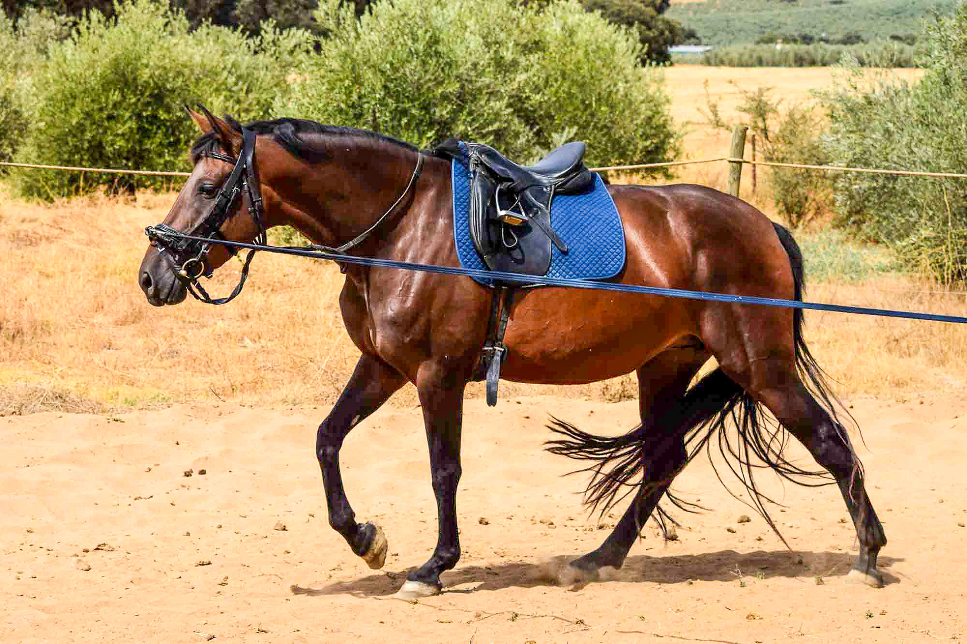 Sueca III, PRE Andalusian Mare, 4 years / años. © CavalReal