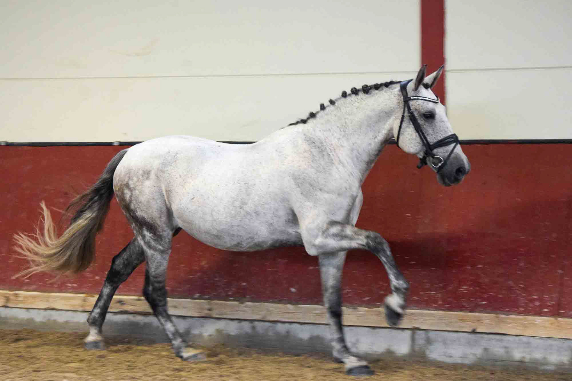 Alcázar Real 8 years