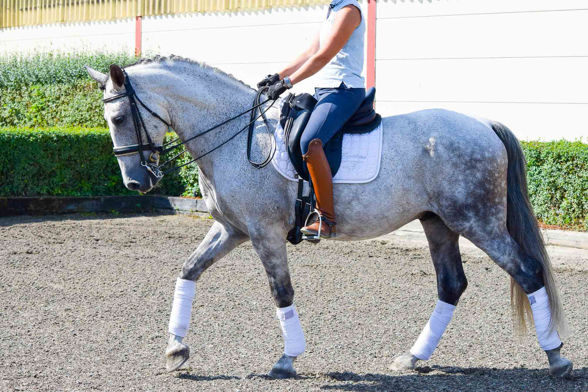 Dressage PRE 8 years © VCR