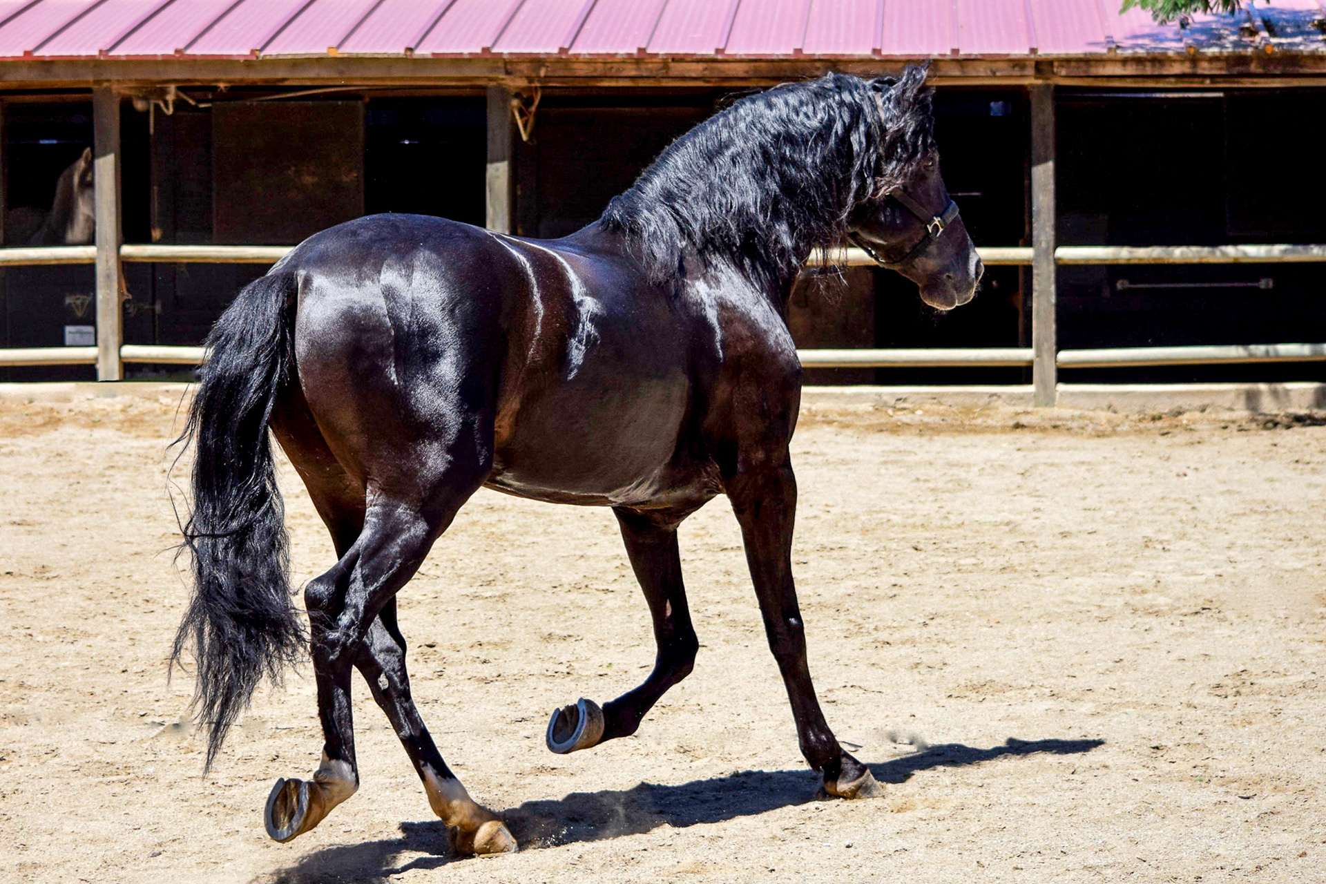 Alejandro, 7 yrs | Photo © CavalReal