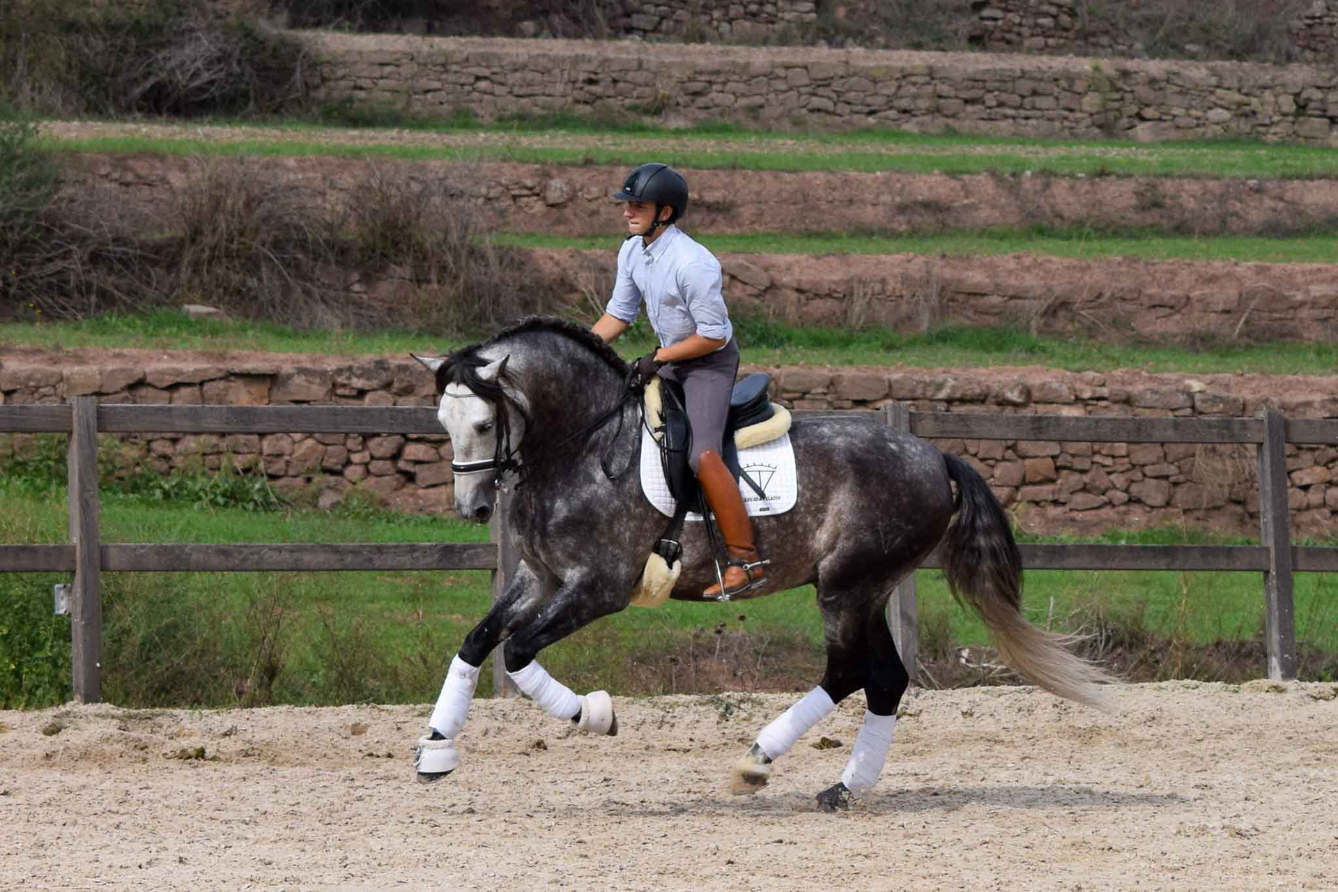PRE Andalusian Stallion Ambicioso VG. Photo © CavalReal