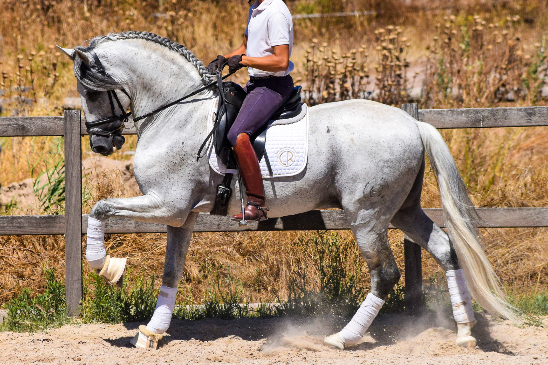 Expressive PRE Stallion 11 years