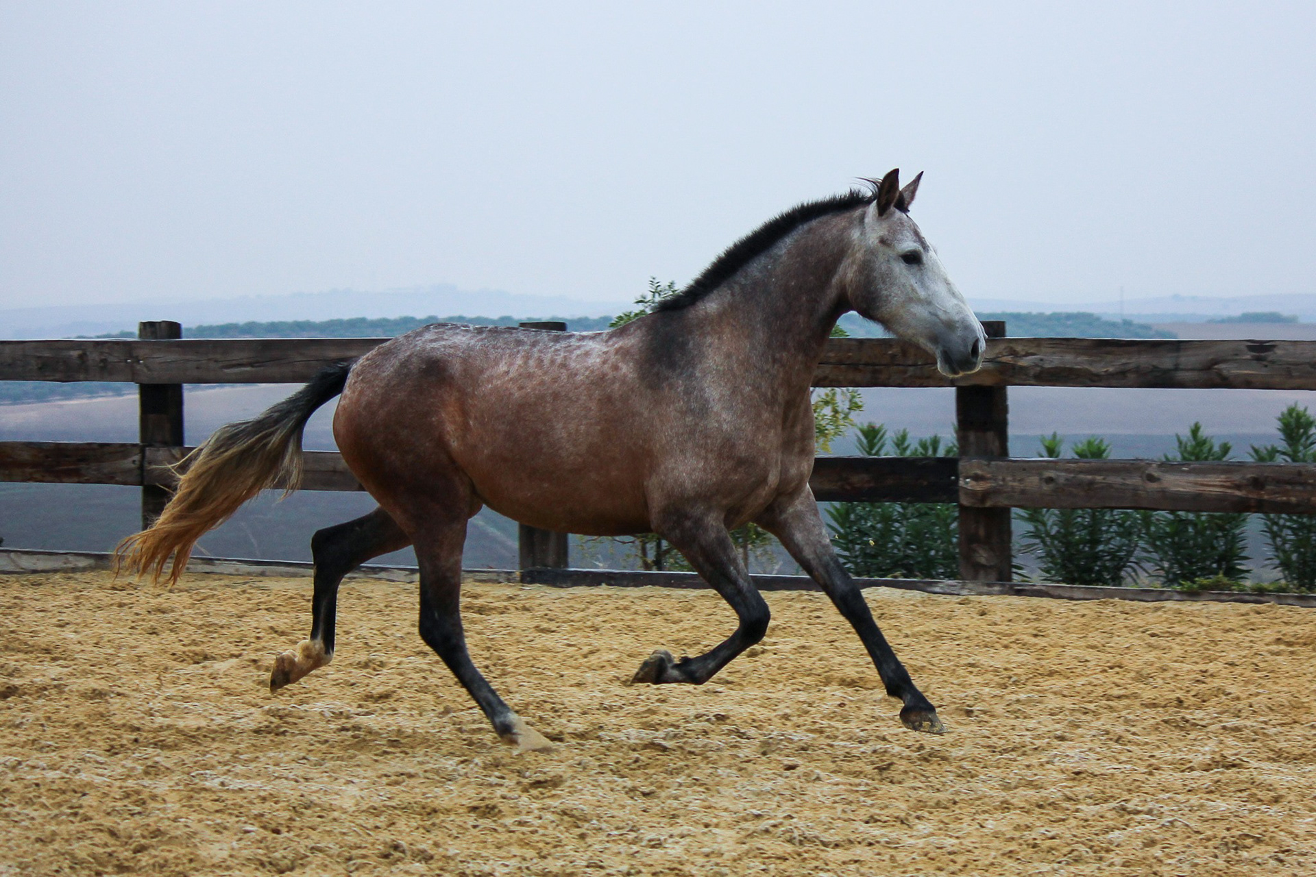 Bohemia Real, Pura Raza Española, 2 years / años