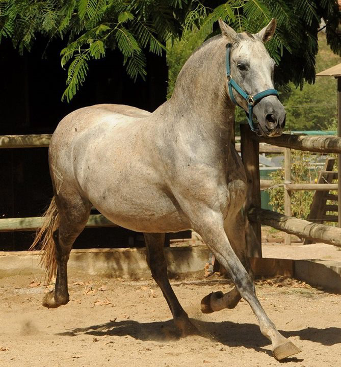 Controlada VG - Purebred Spanish Mare