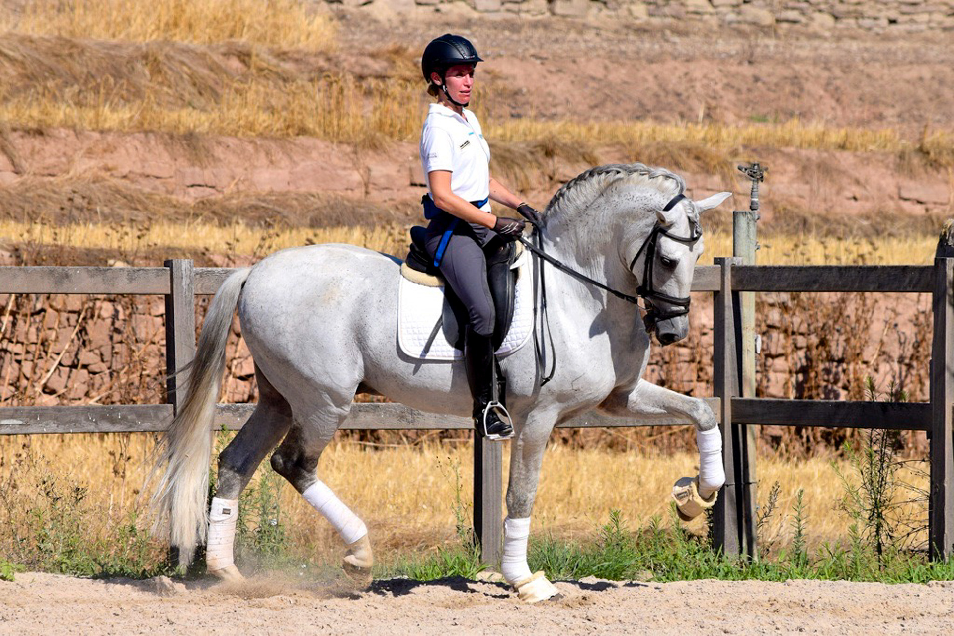 Dressage Class with PRE Stallion