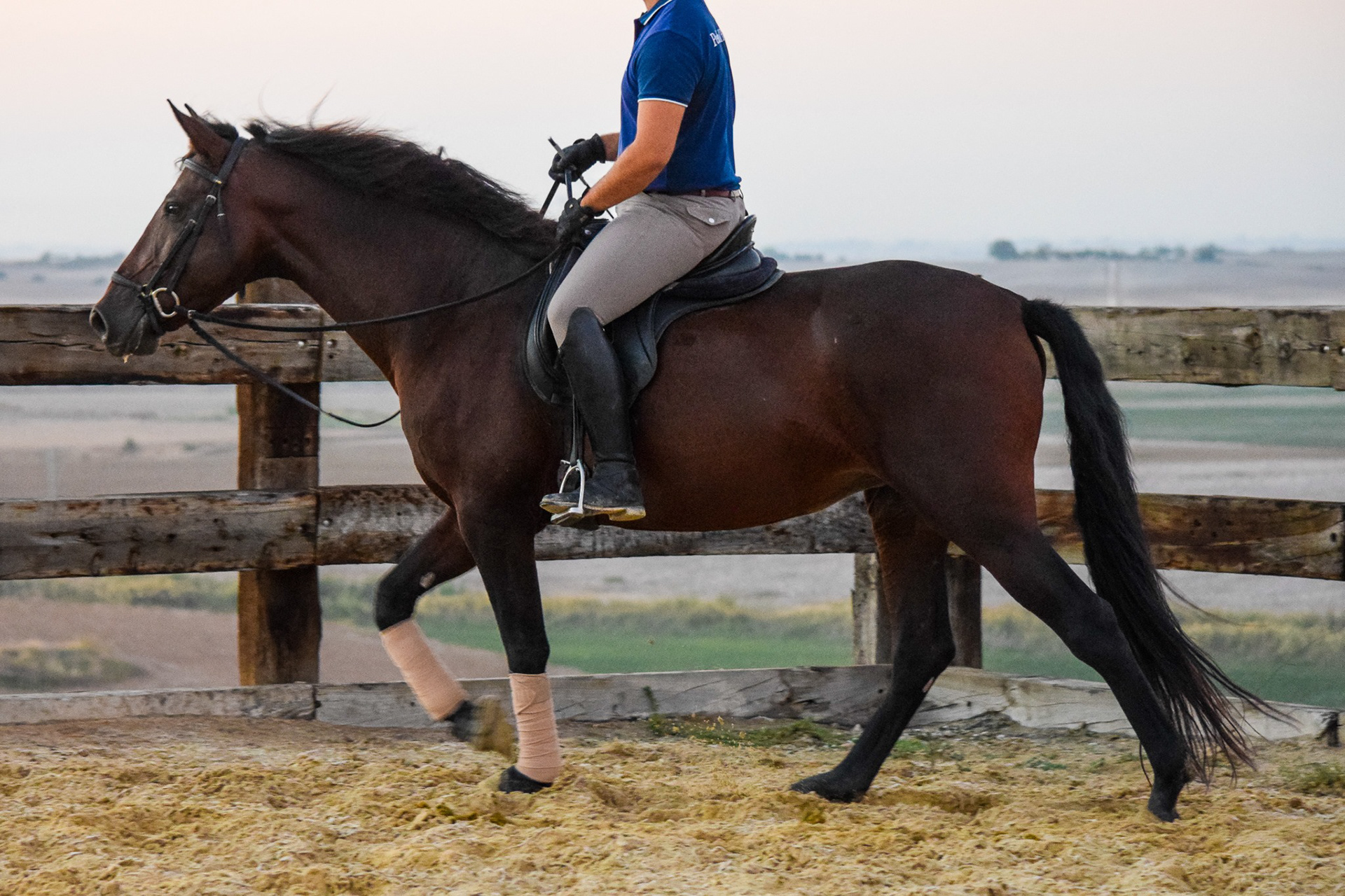 Sueca III, PRE Andalusian Mare, 5 years / años. © CavalReal