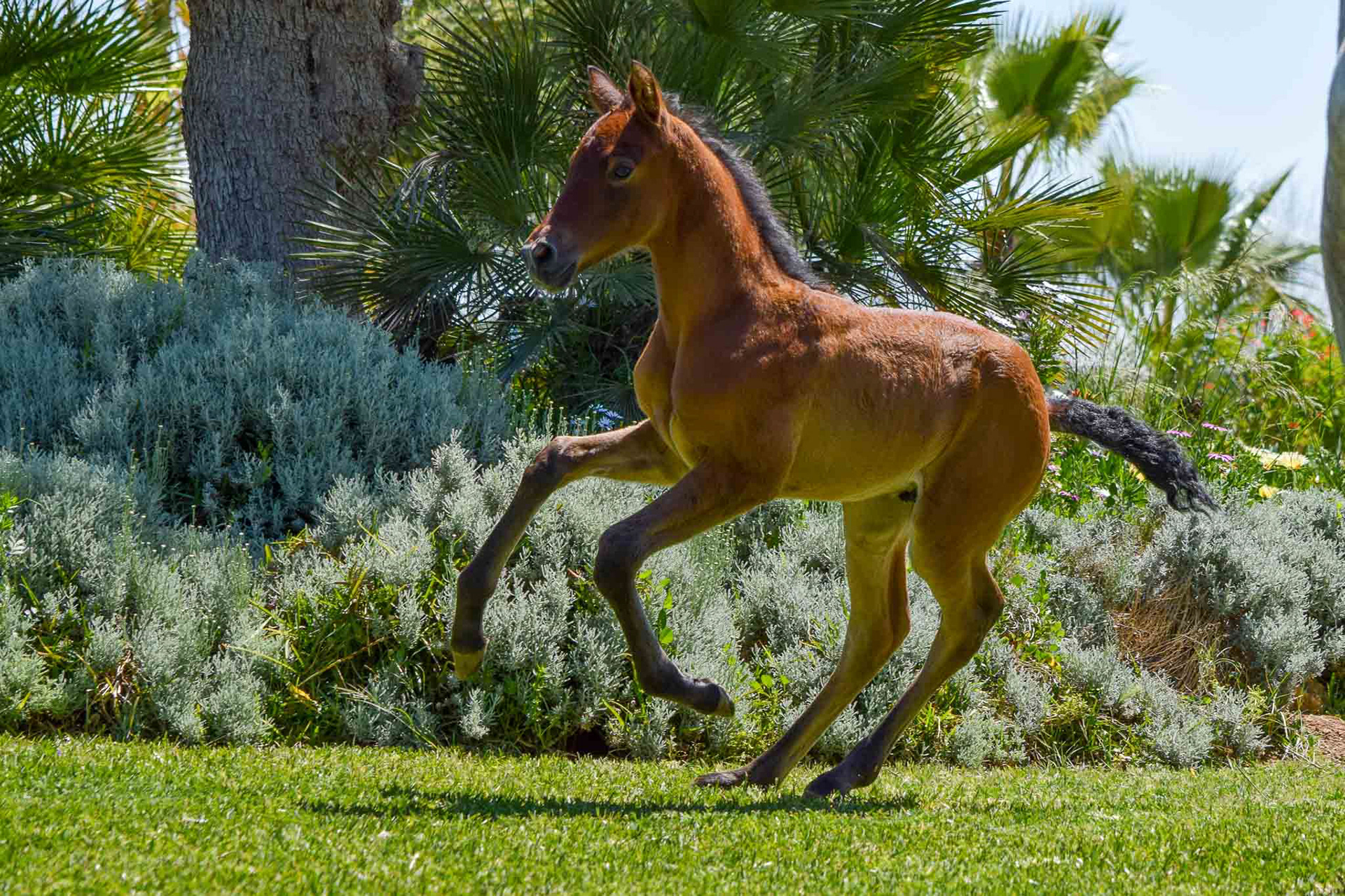 "Coco" (Atiza II x Hiedra VG, CavalReal 2019)