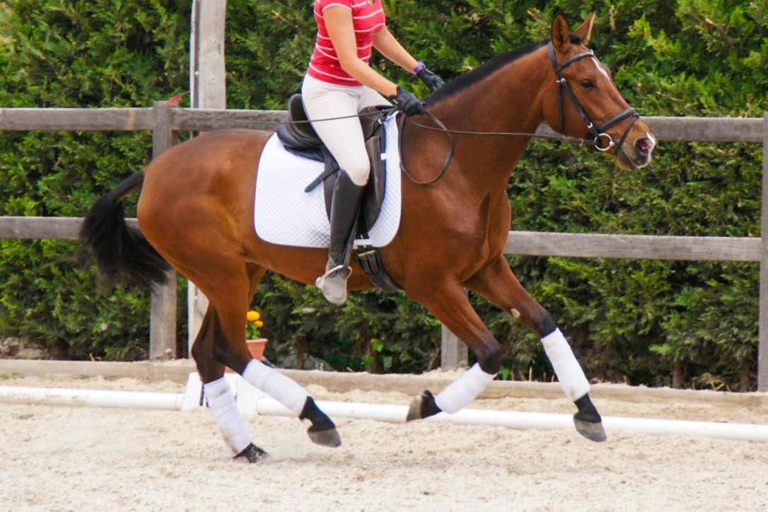 First weeks under saddle - Hechizo VG 3 years