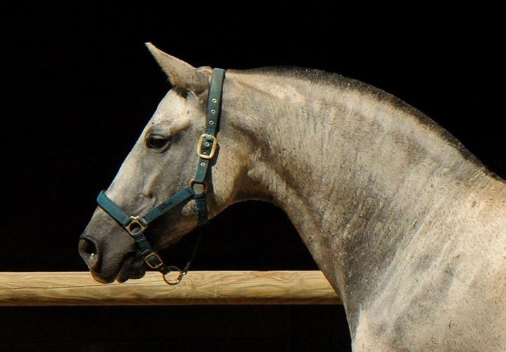 Controlada VG - Purebred Spanish Mare