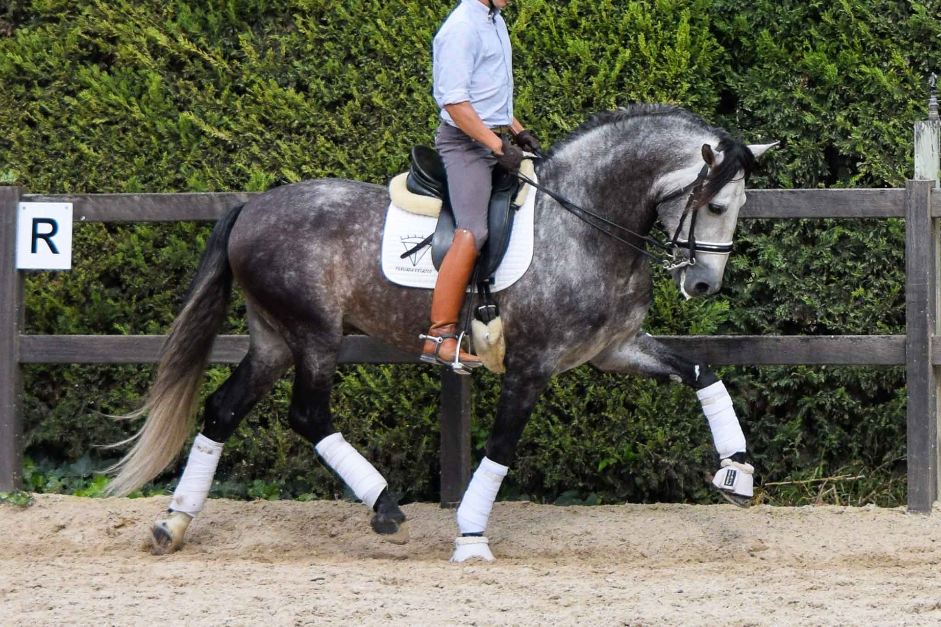 PRE Andalusian Stallion Ambicioso VG. Photo © CavalReal