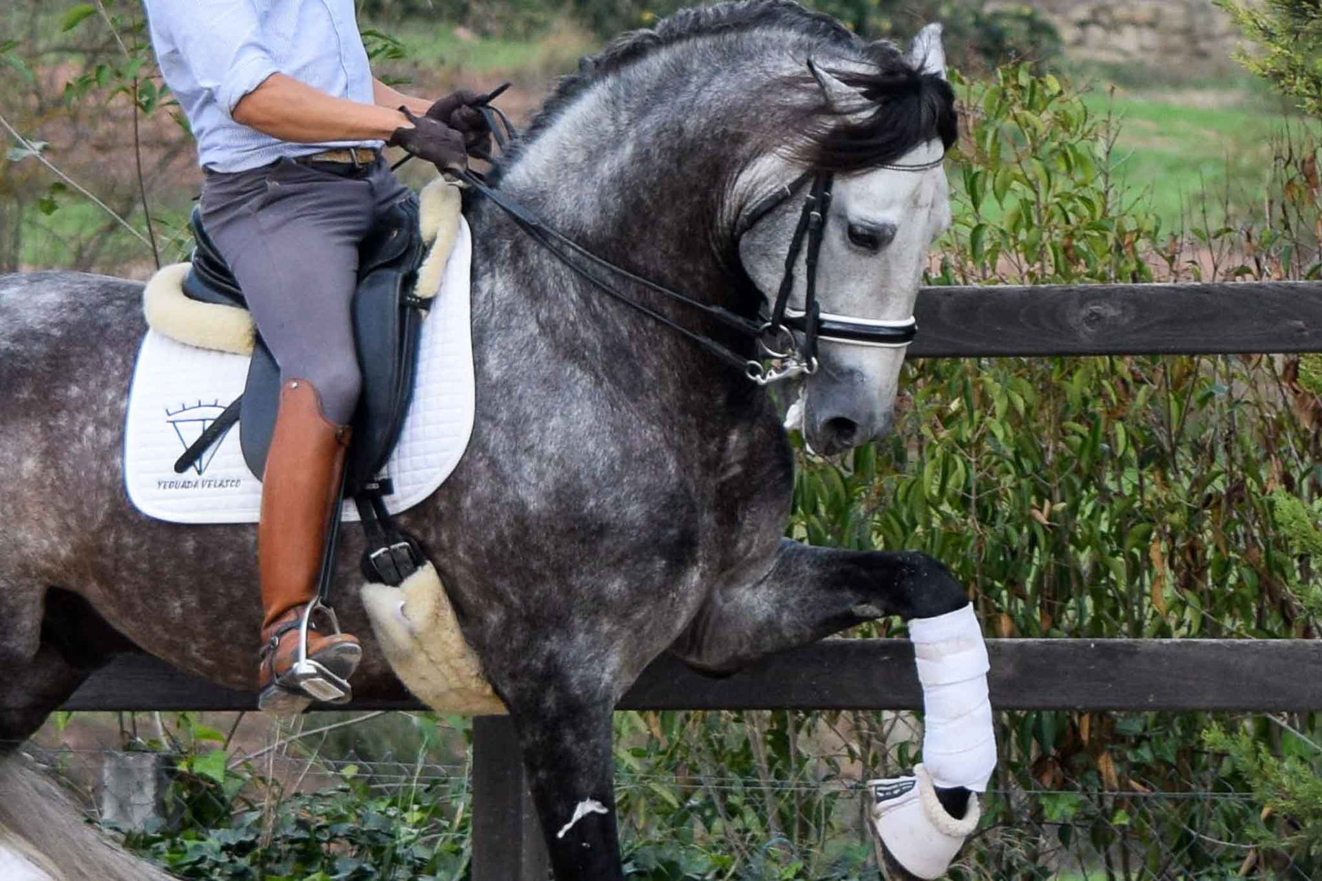 PRE Andalusian Stallion Ambicioso VG. Photo © CavalReal
