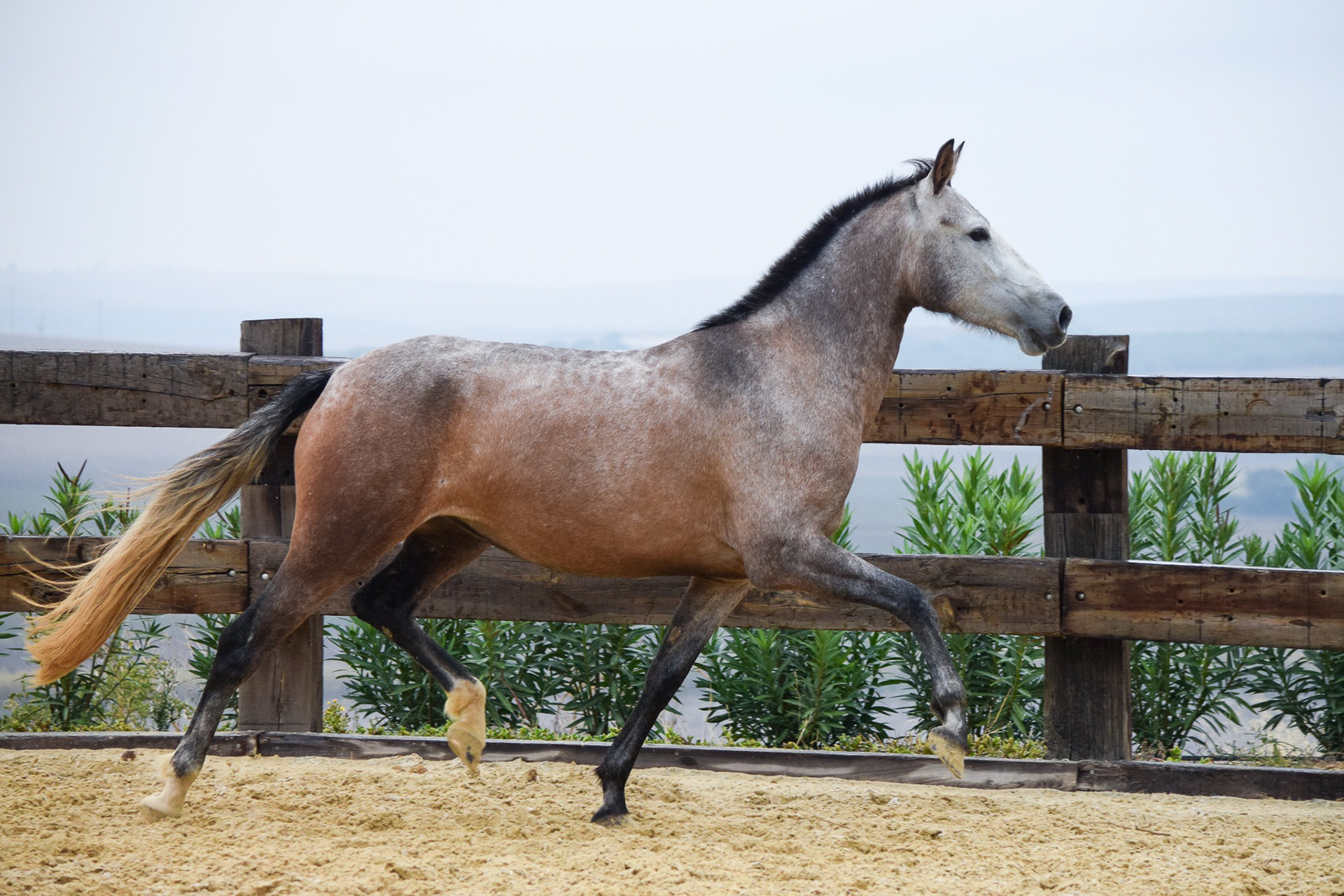 Bohemia Real, Pura Raza Española, 2 years / años
