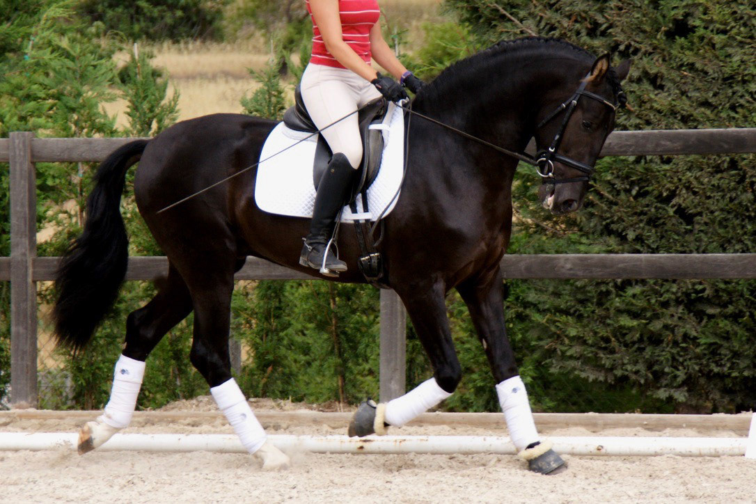 Black PRE Stallion, 3 years