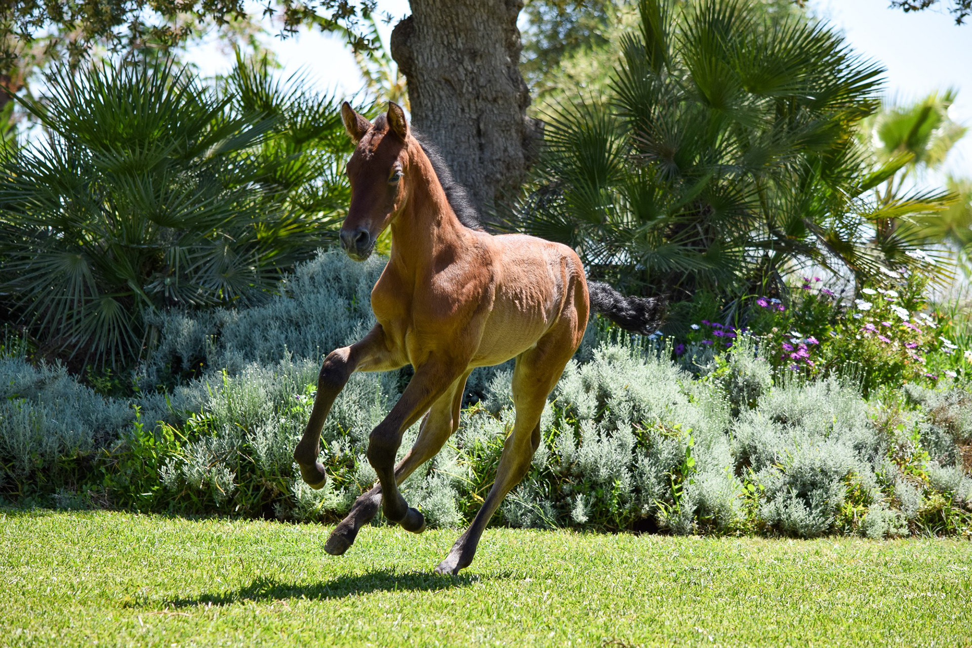 Farido "Coco" Real (Atiza II x Hiedra VG), 1 month/mes