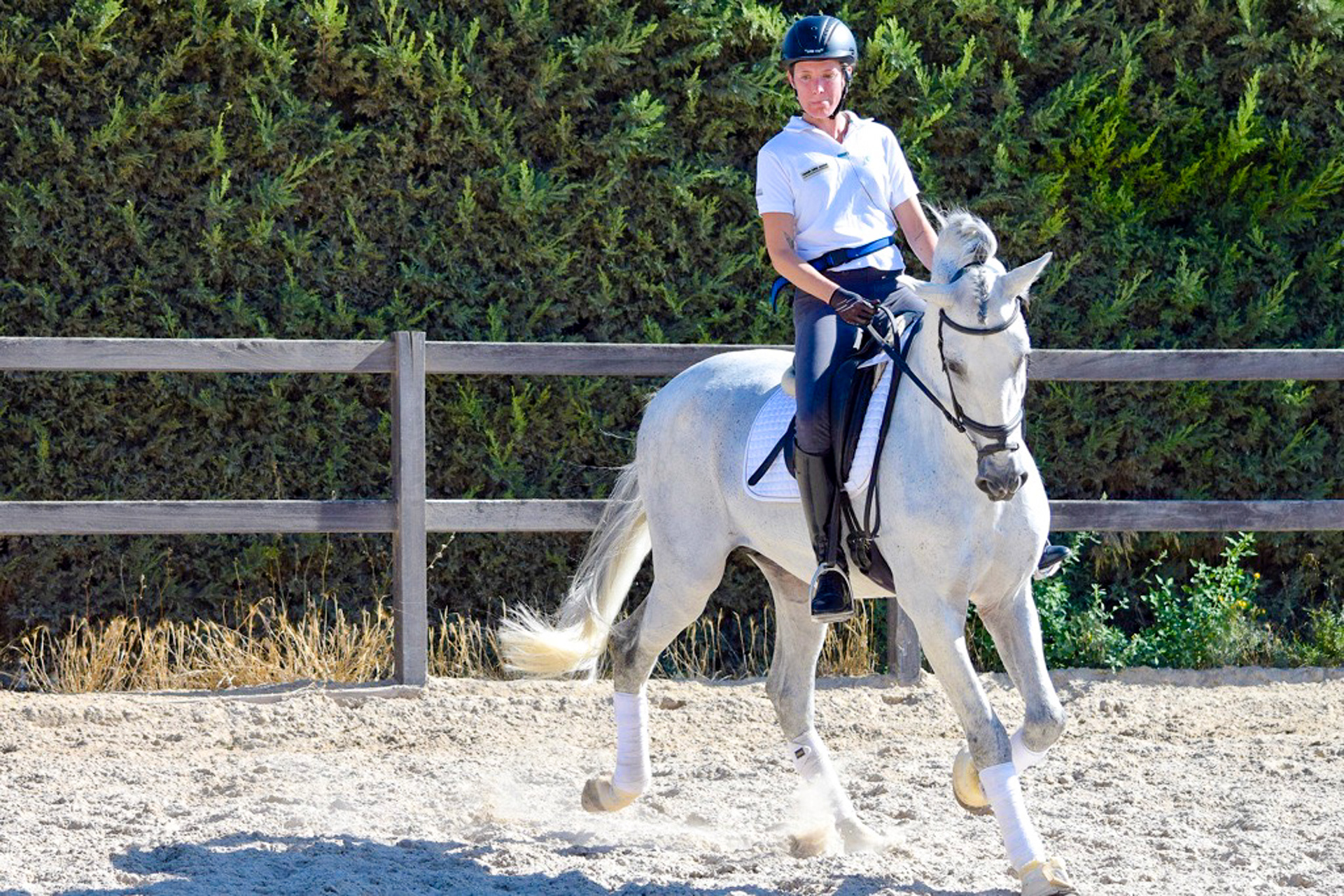 Dressage Class with PRE Stallion