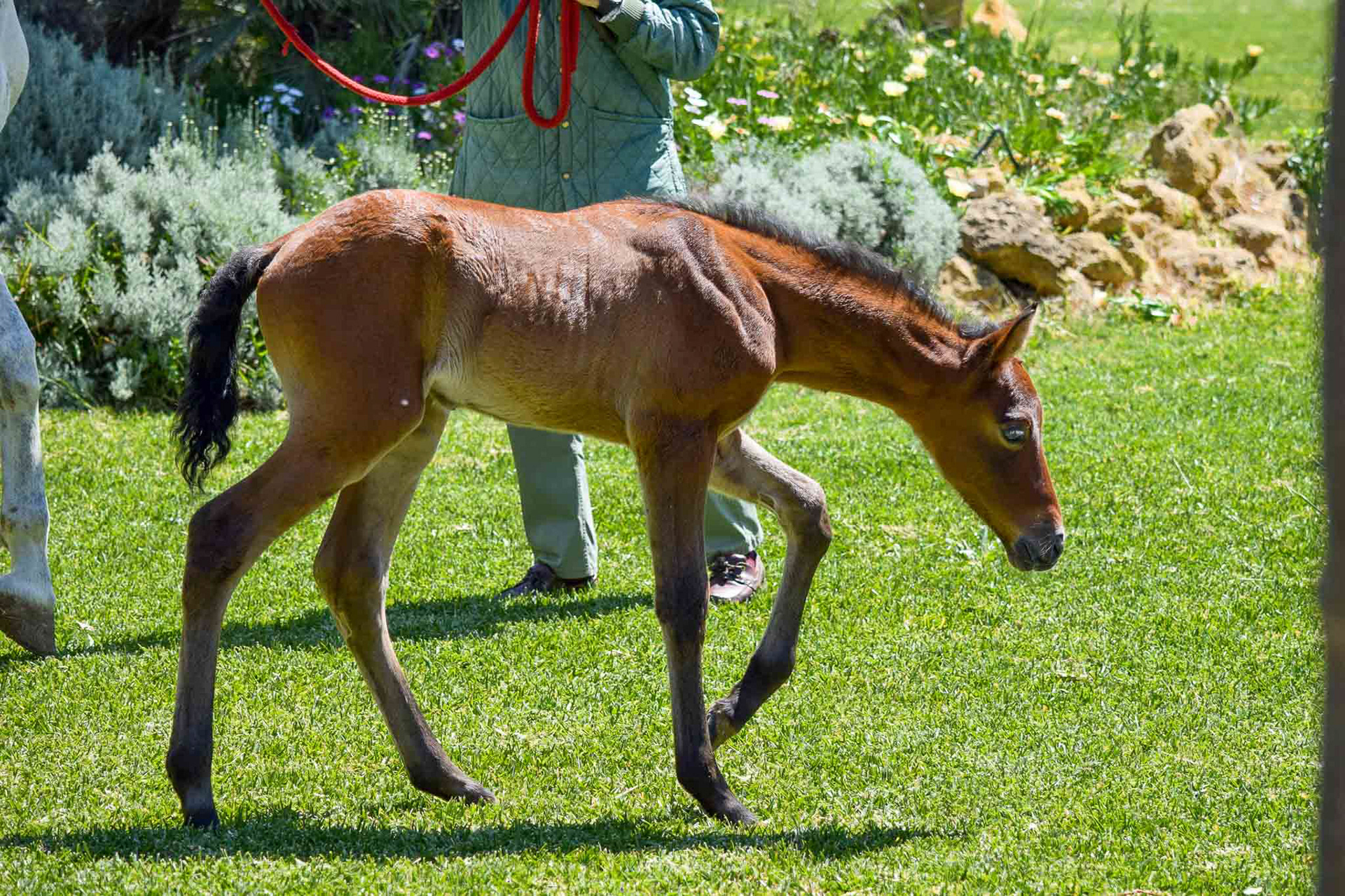 "Coco" (Atiza II x Hiedra VG, CavalReal 2019)