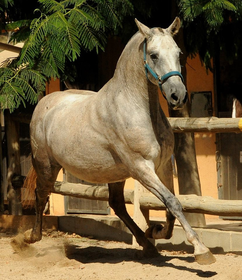 Controlada VG - Purebred Spanish Mare