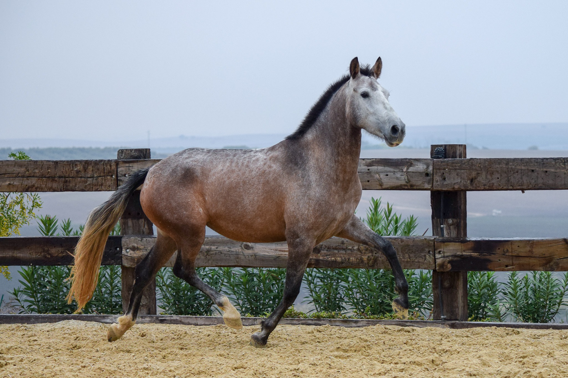 Bohemia Real, Pura Raza Española, 2 years / años
