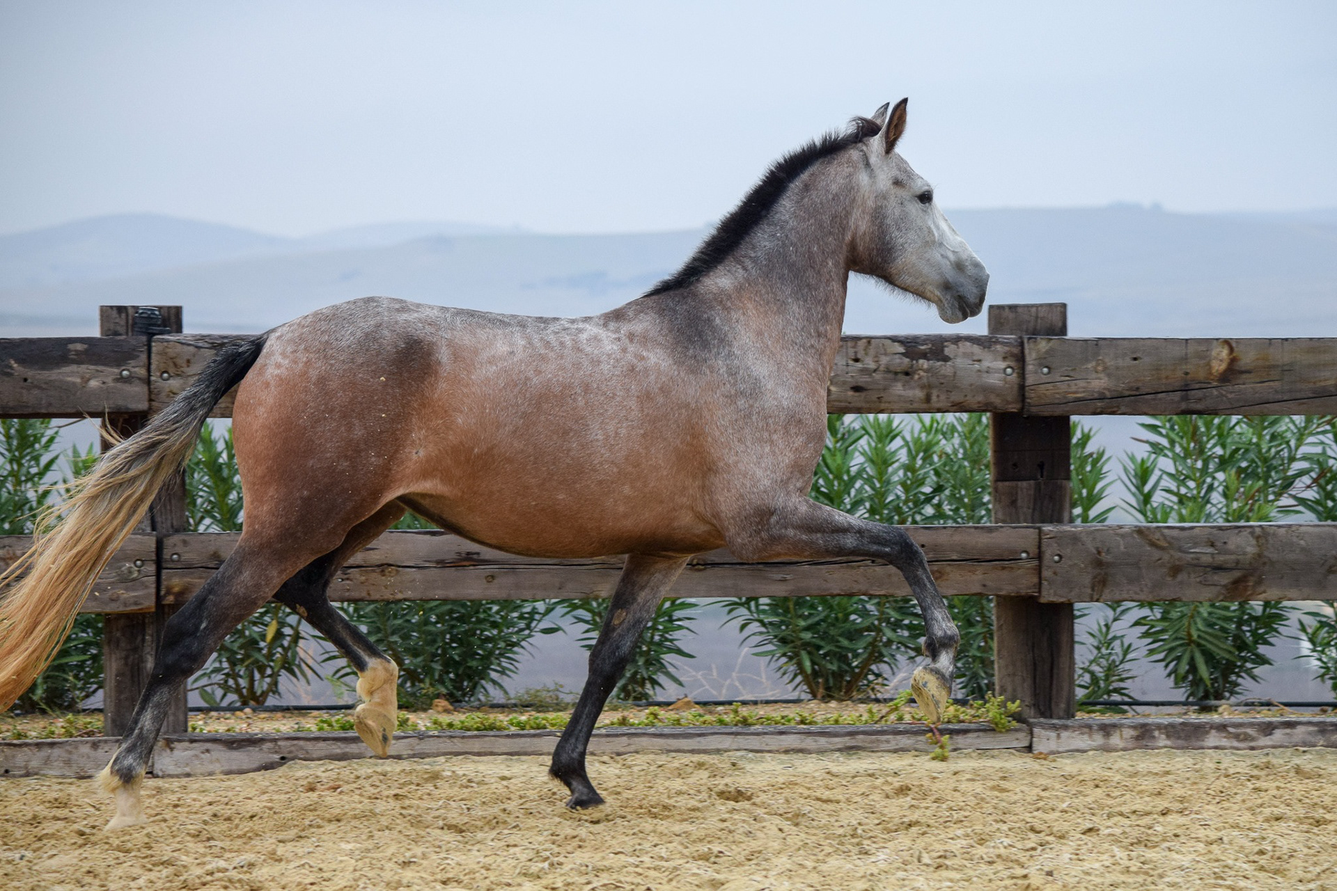Bohemia Real, Pura Raza Española, 2 years / años