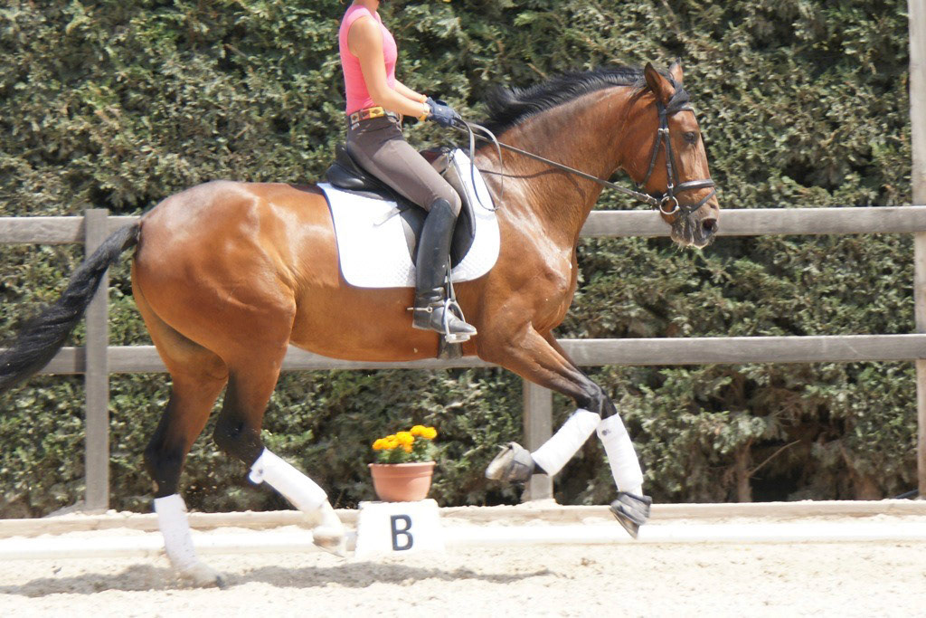 Gala VG 4 years