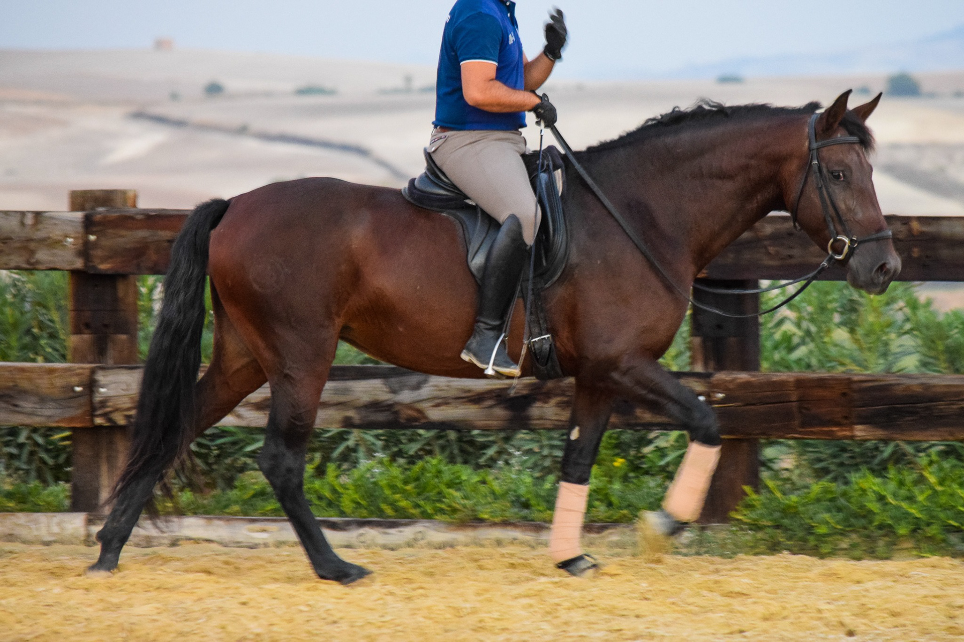 Sueca III, 6 years / años. © CavalReal