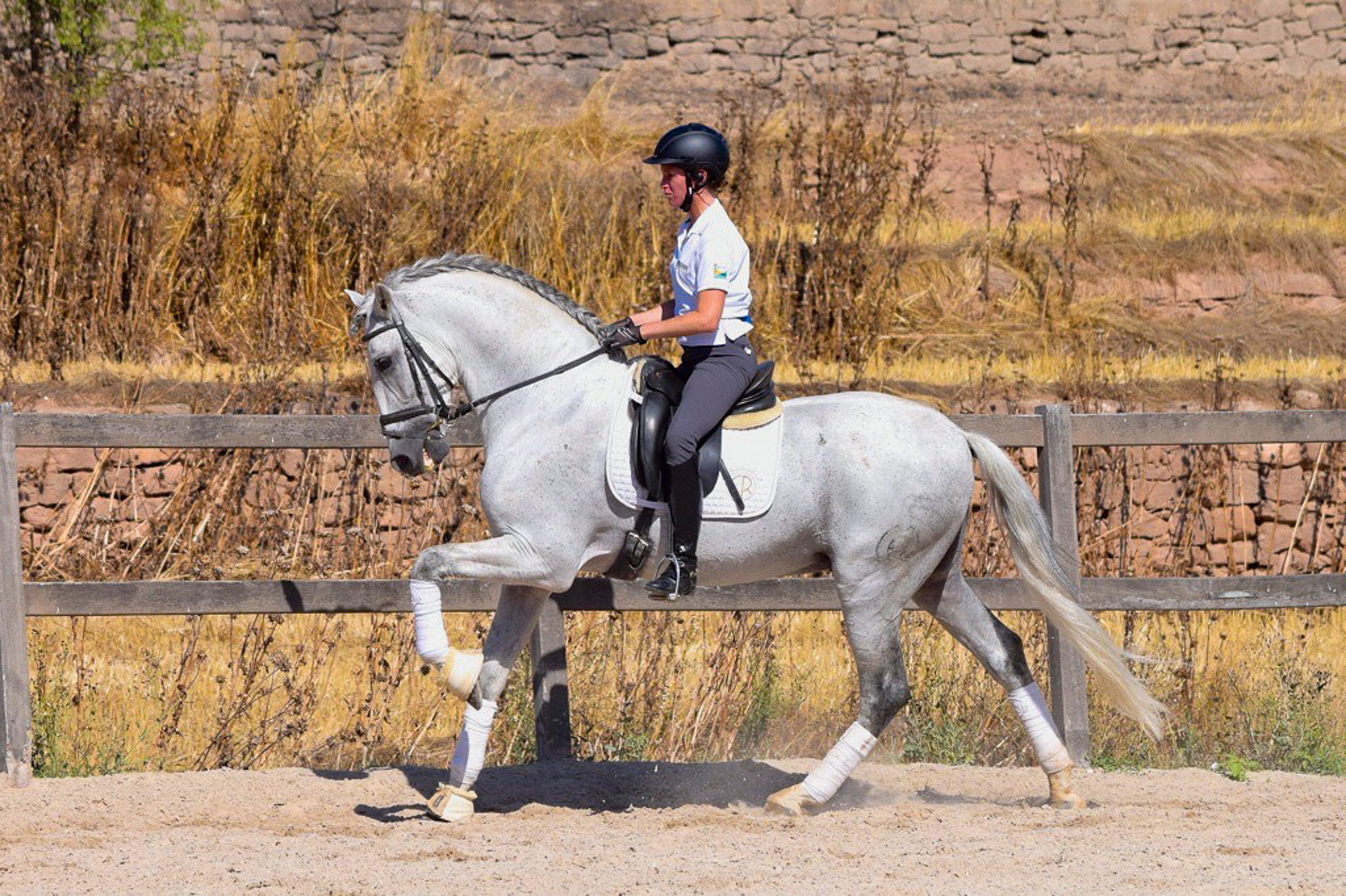 Dressage Class with PRE Stallion