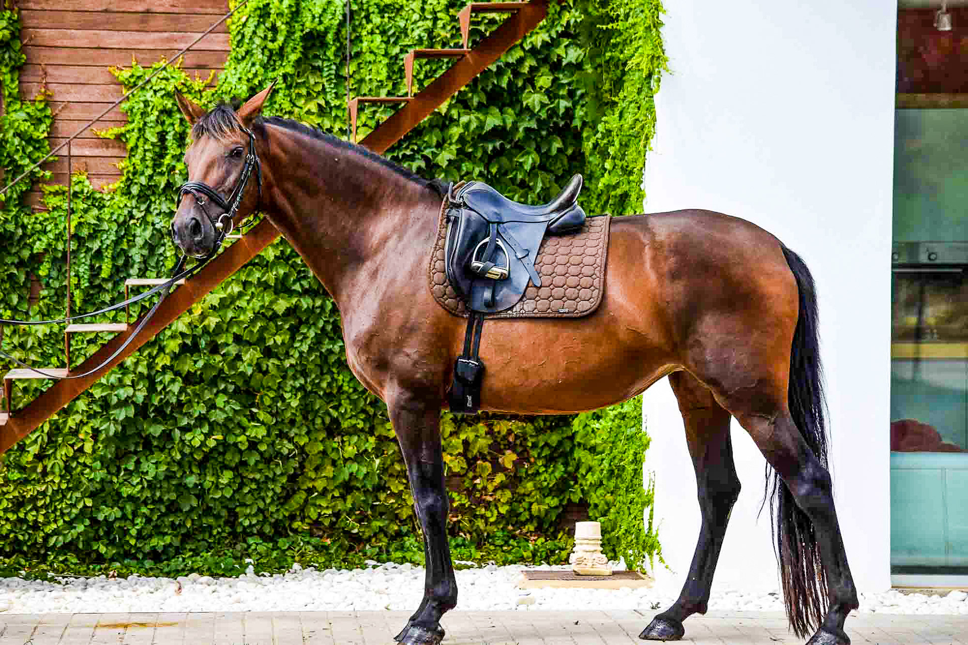 Sueca III, PRE Andalusian Mare, 4 years / años. © CavalReal
