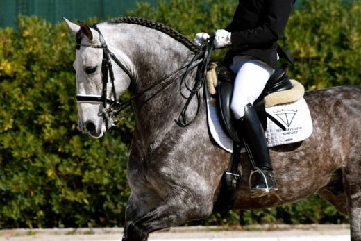 PRE Stallion Ambicioso VG Wins Gold. Photo © CavalReal