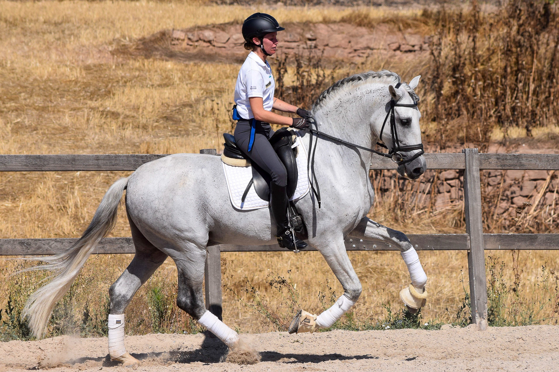 Dressage Class with PRE Stallion