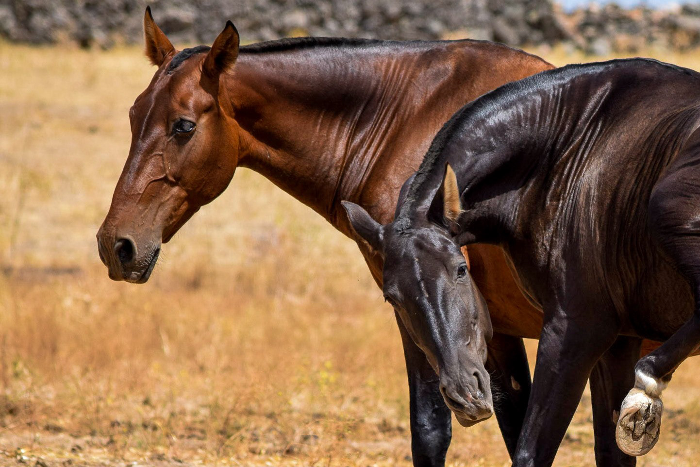 Gramola & Inducida IV, PRE Andalusian Brood Mares. © CavalReal