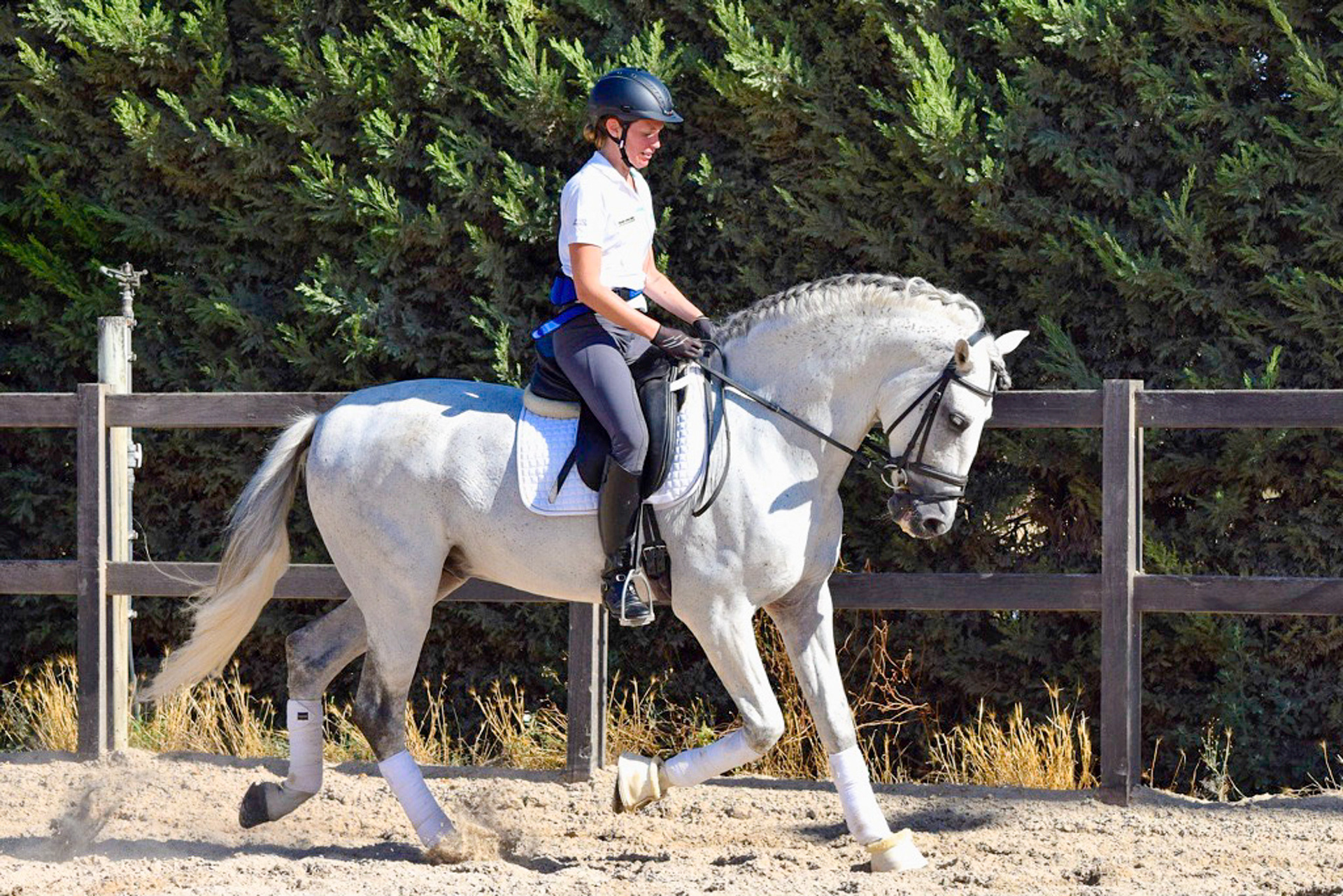 Dressage Class with PRE Stallion