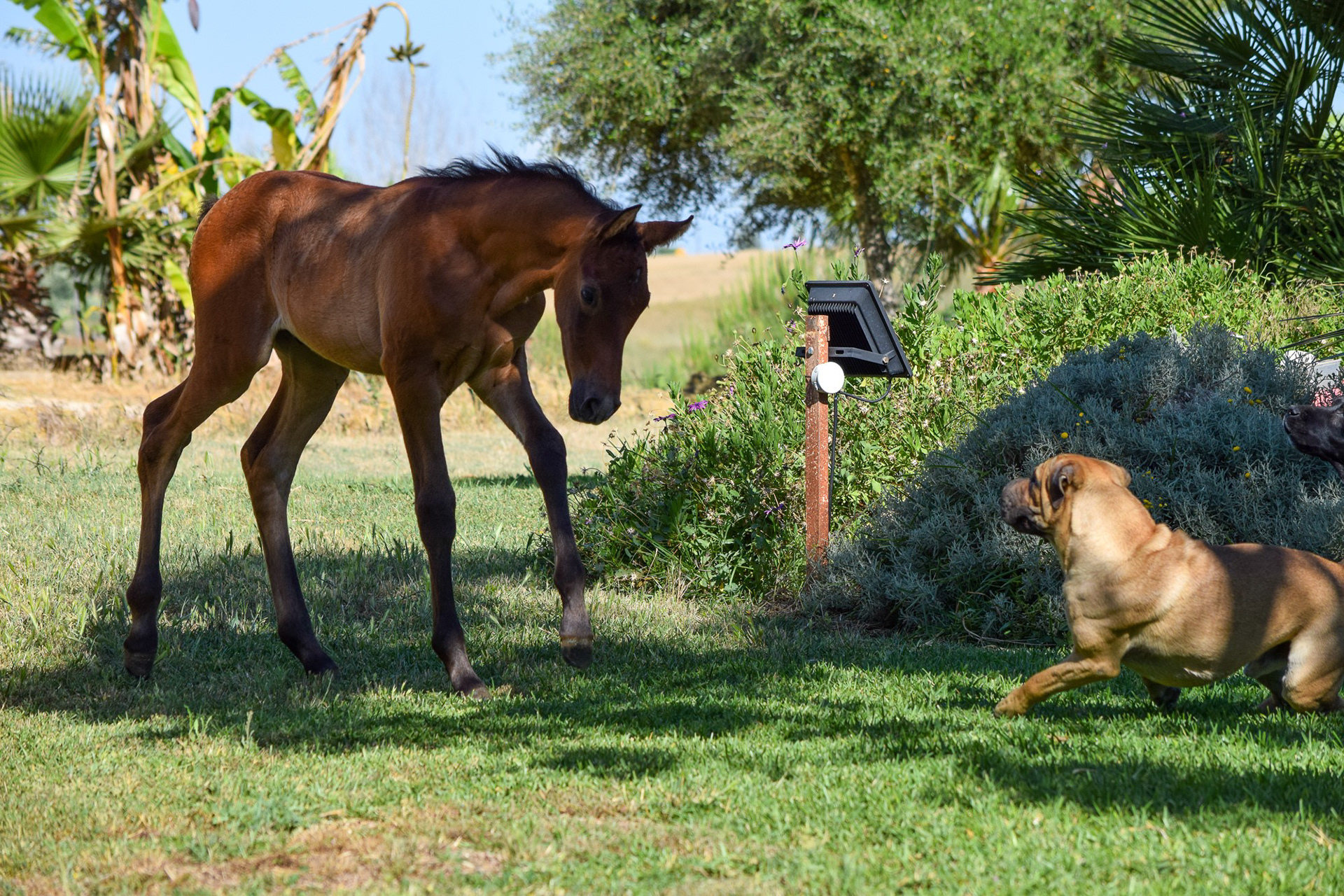 Farido "Coco" Real (Atiza II x Hiedra VG), 1 month/mes