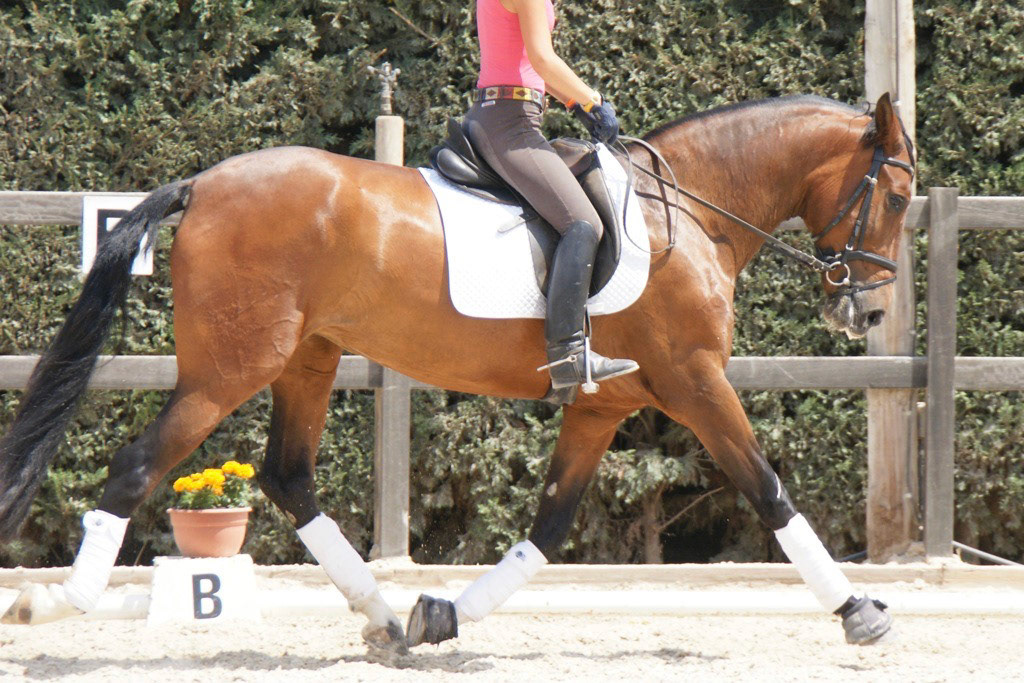 Gala VG 4 years