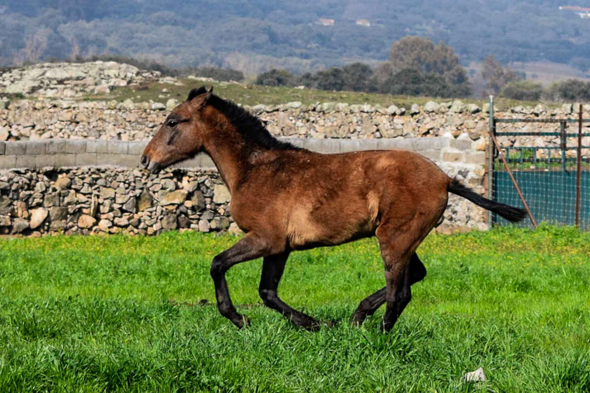 Winter pasture in Spain