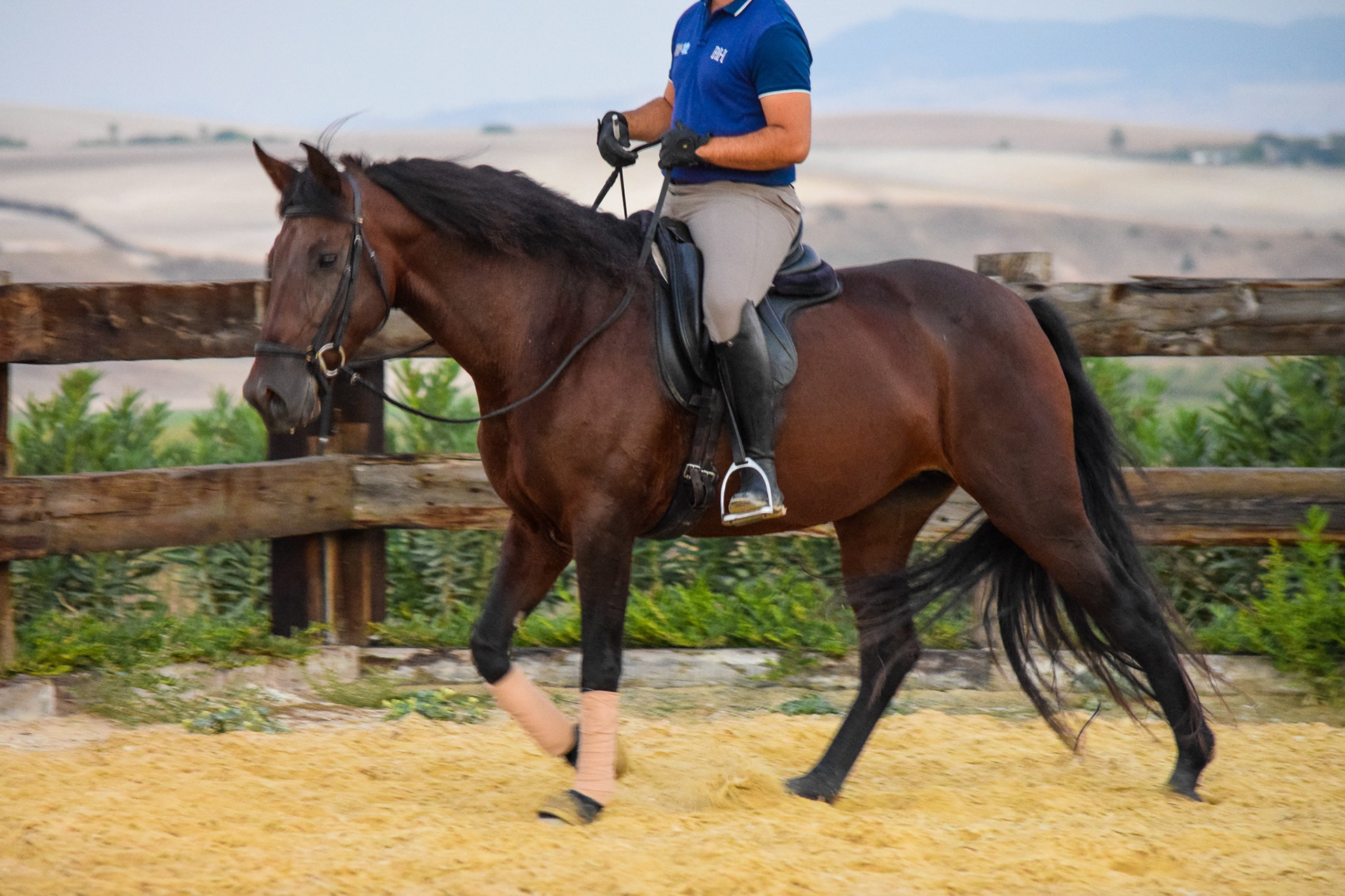 Sueca III, PRE Andalusian Mare, 5 years / años. © CavalReal