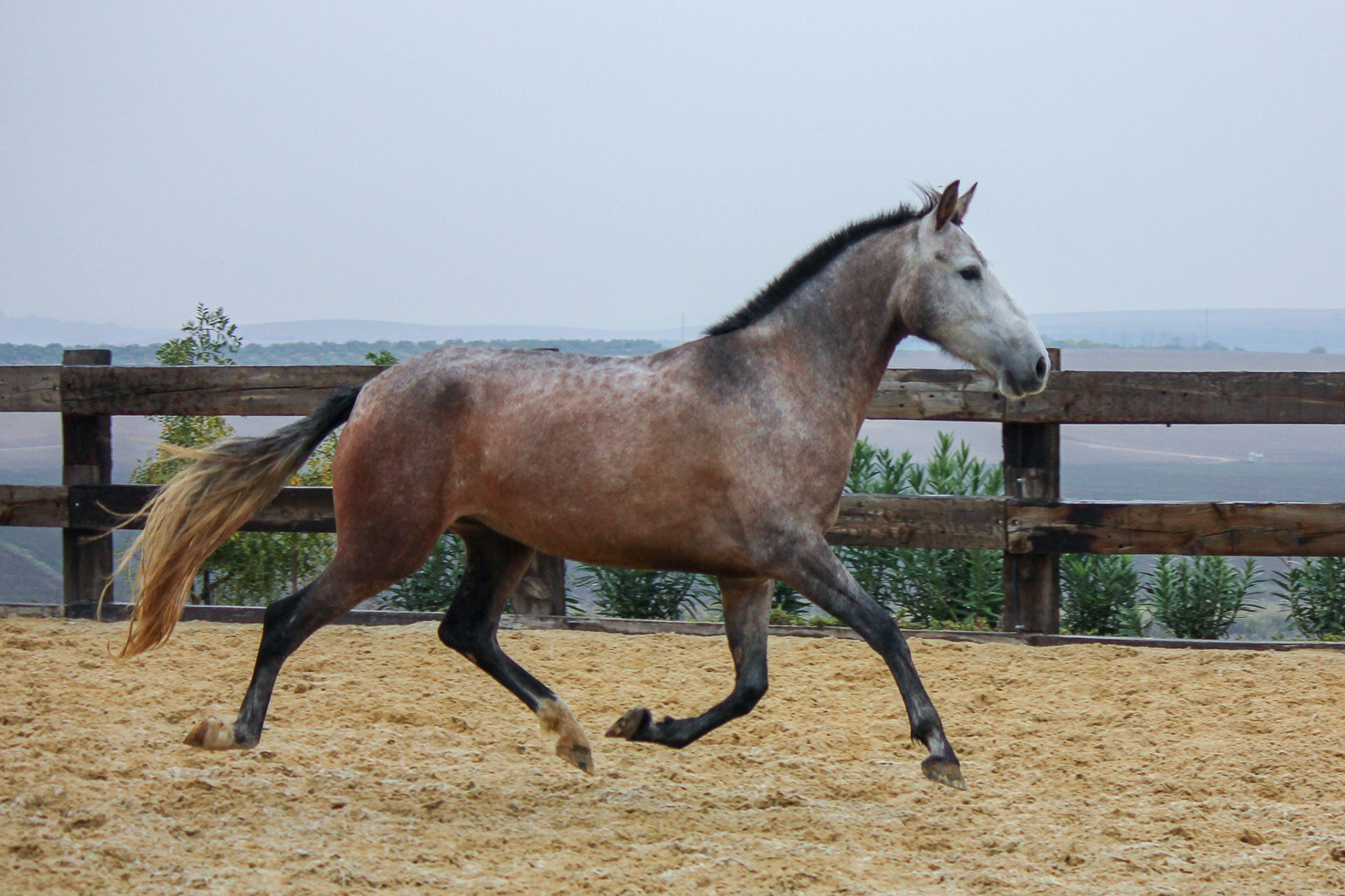 Bohemia Real, Pura Raza Española, 2 years / años
