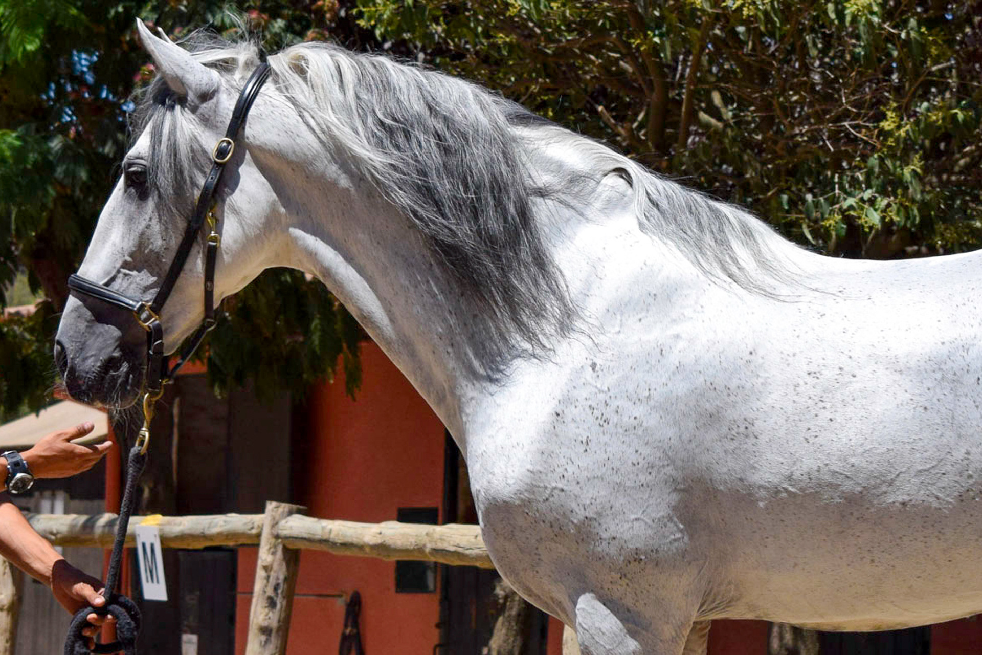 Grey PRE Stallion 16.2 hh / 168 cm