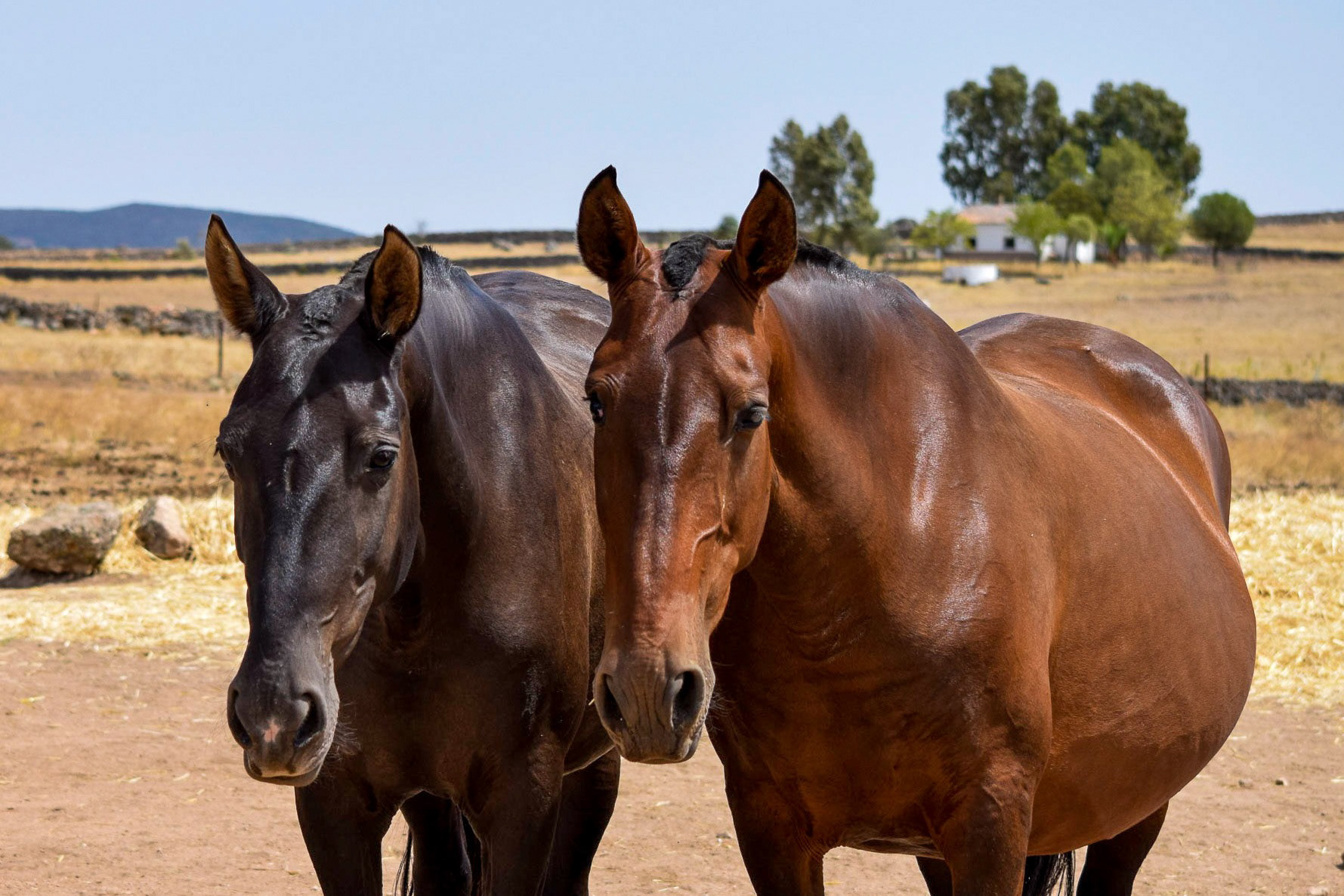 Gramola & Inducida IV, PRE Andalusian Brood Mares. © CavalReal