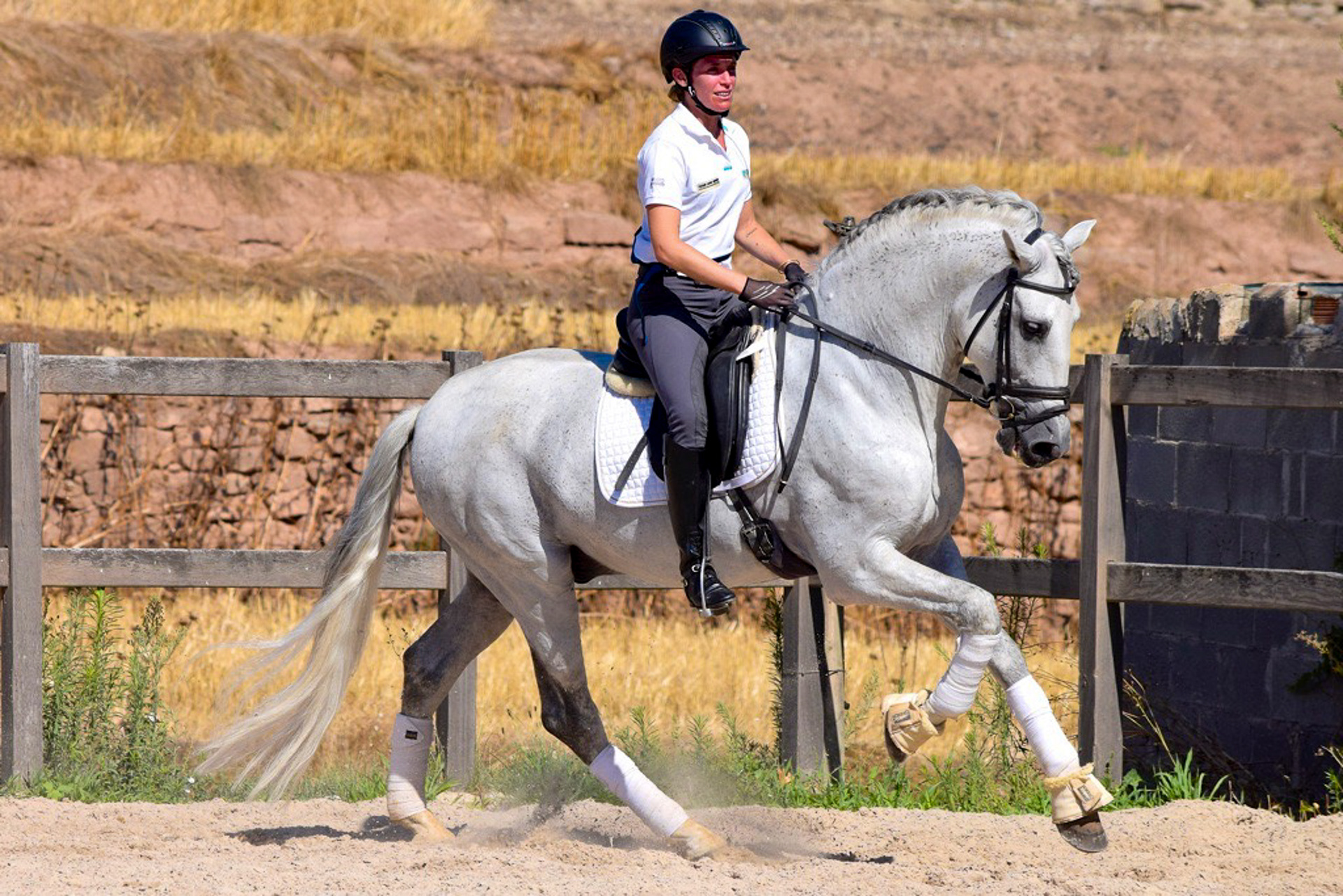 Dressage Class with PRE Stallion