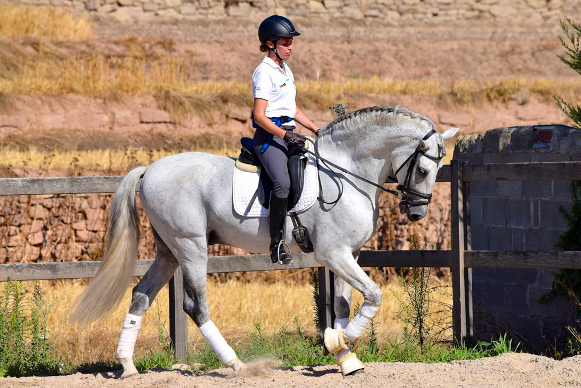 Dressage Class with PRE Stallion