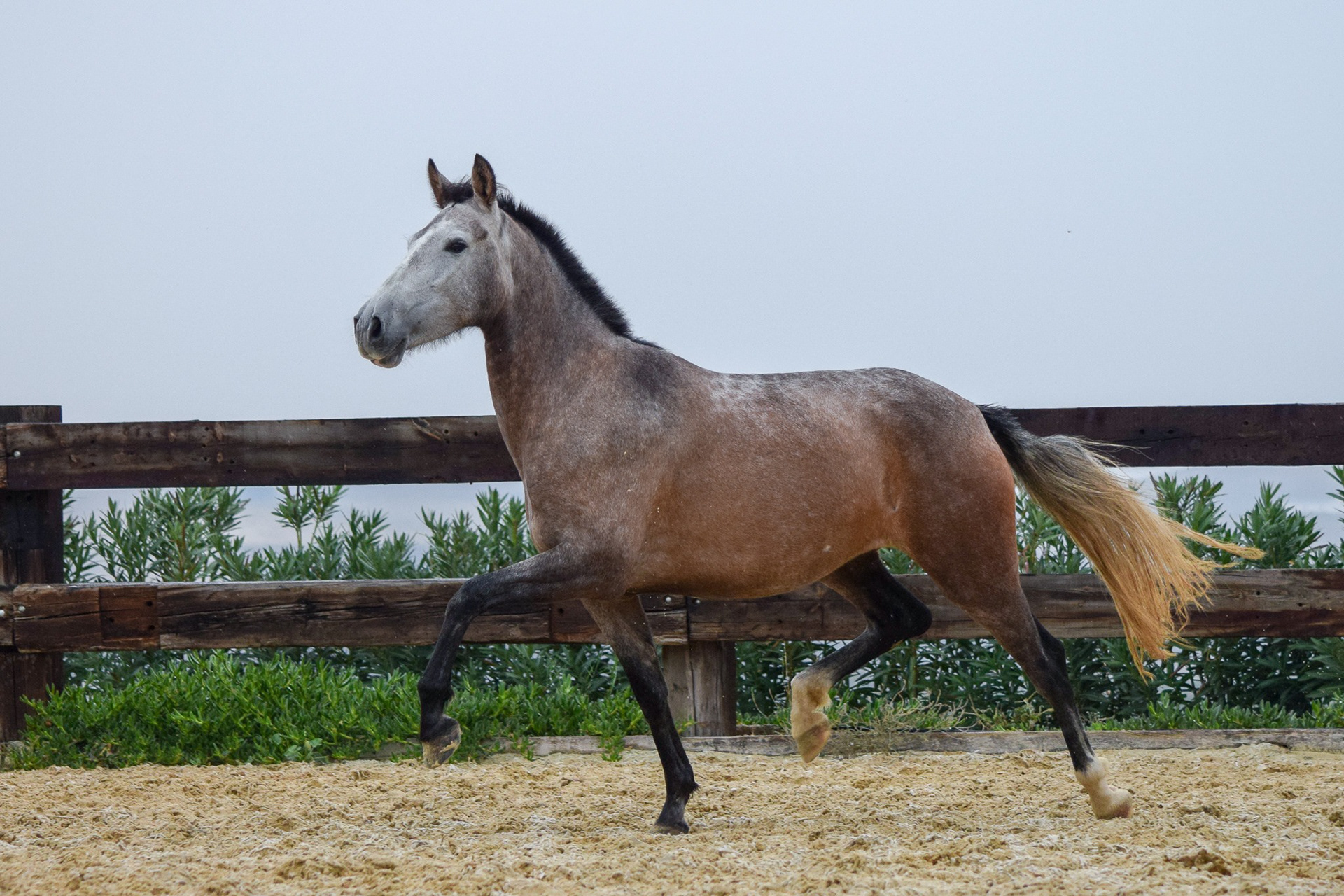 Bulería Real, 3 years / años. © CavalReal